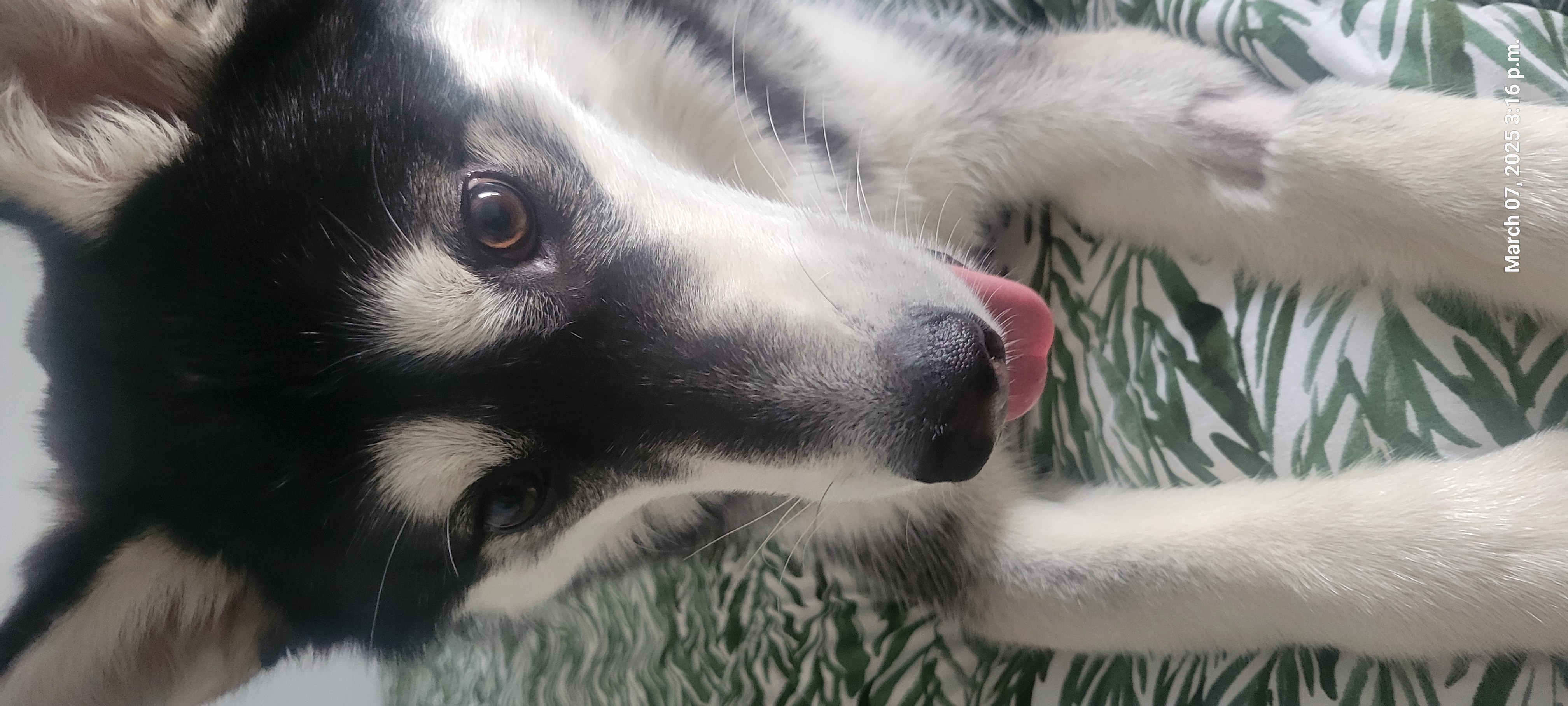 Photo of Dog Husky for free