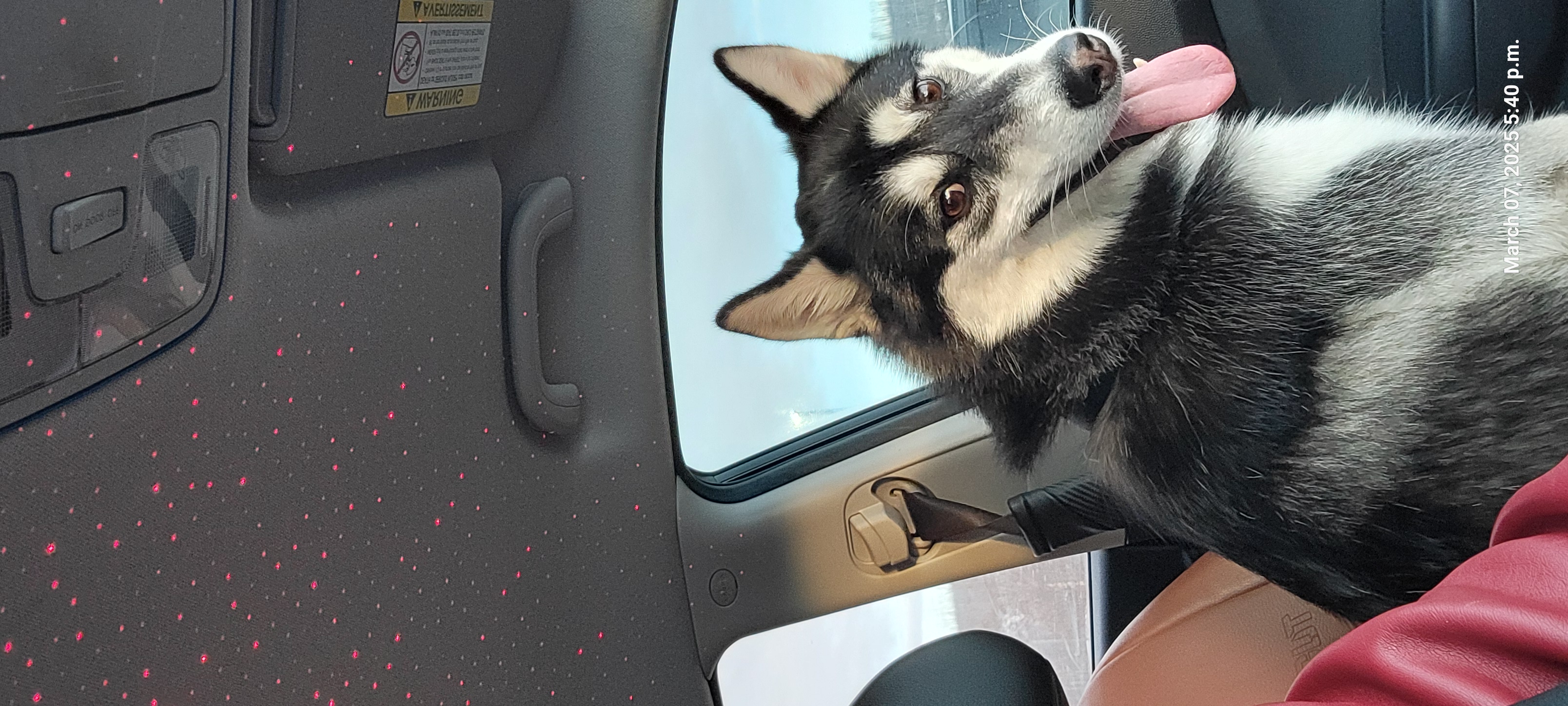 Photo of Dog Husky for free