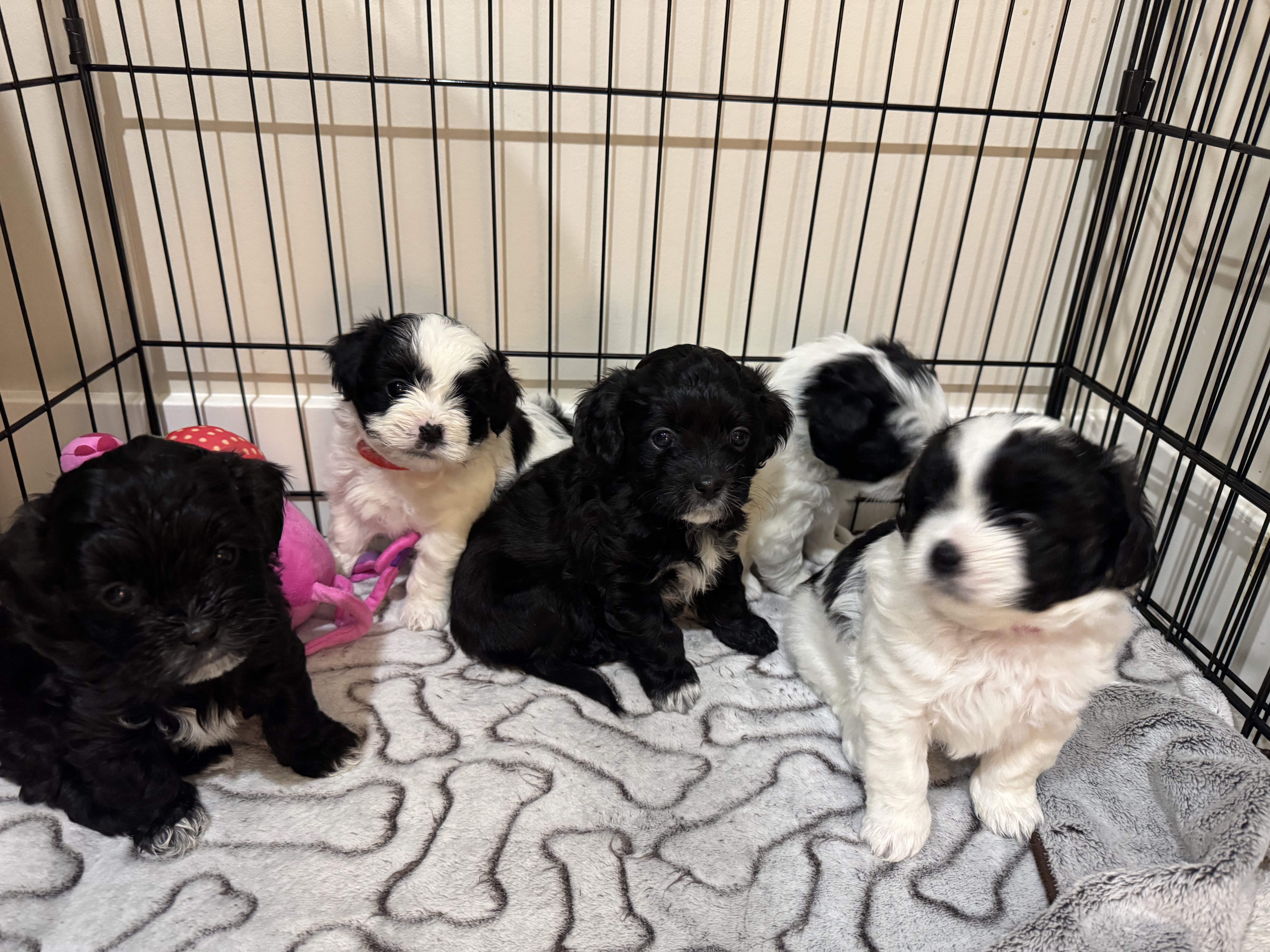 Photo of Shihtzu and Toy Poodle Puppies for Sale