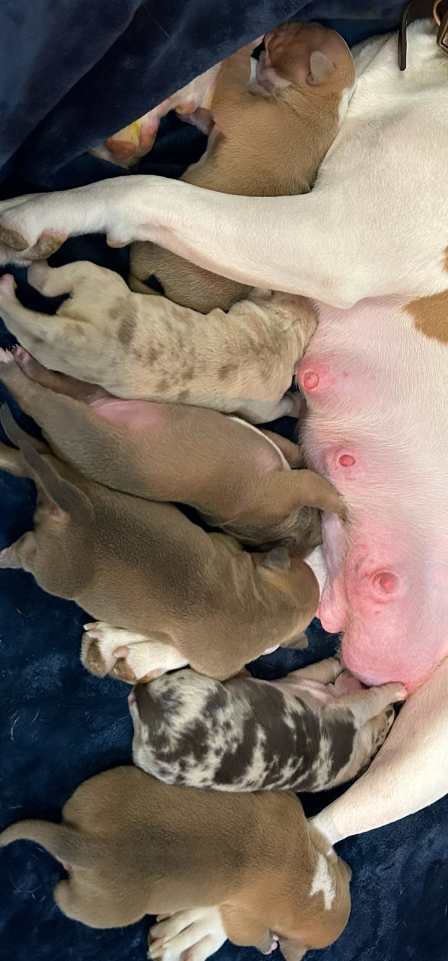 Photo of Female American bully pups