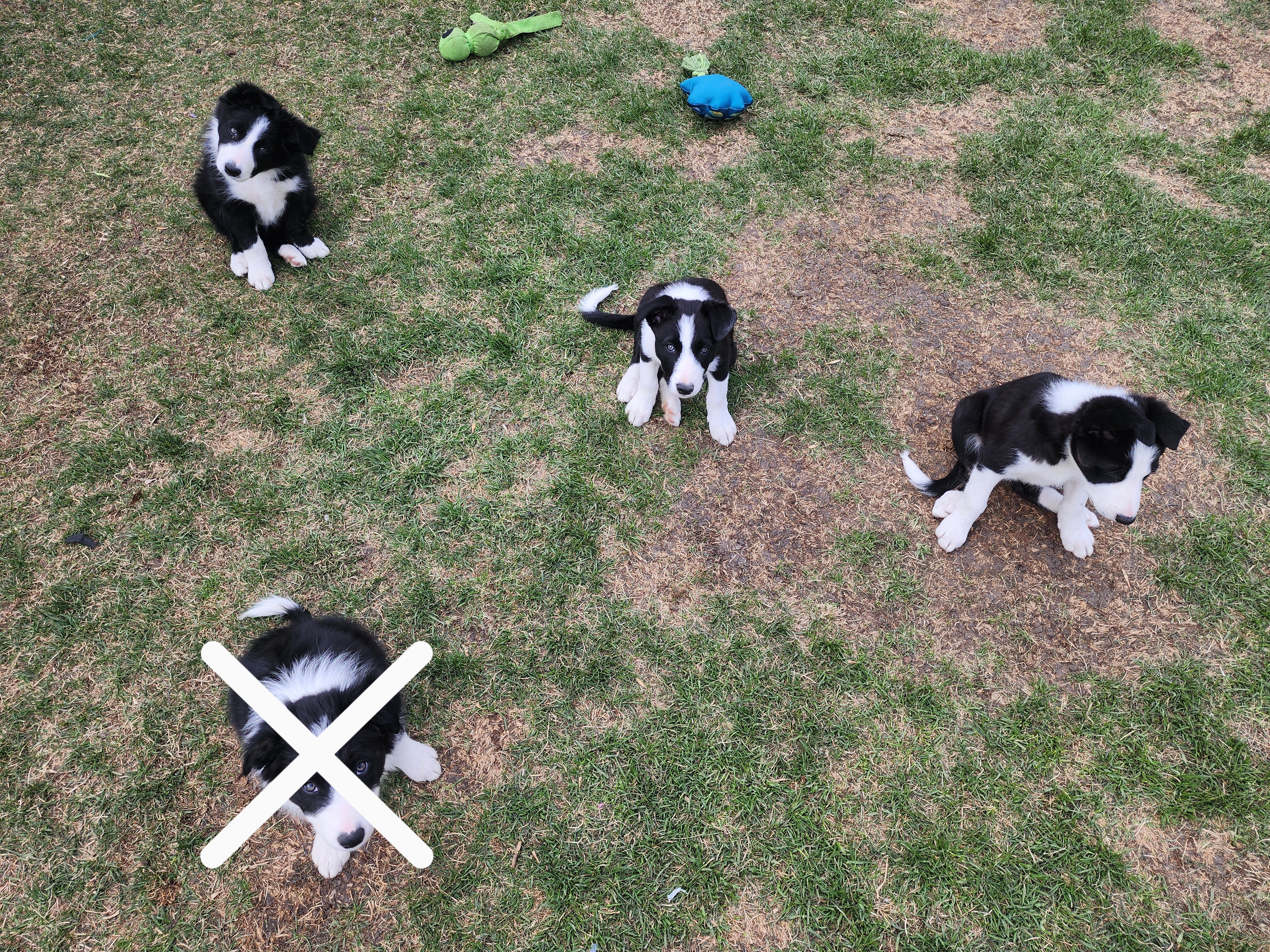 Photo of Purebred border collies