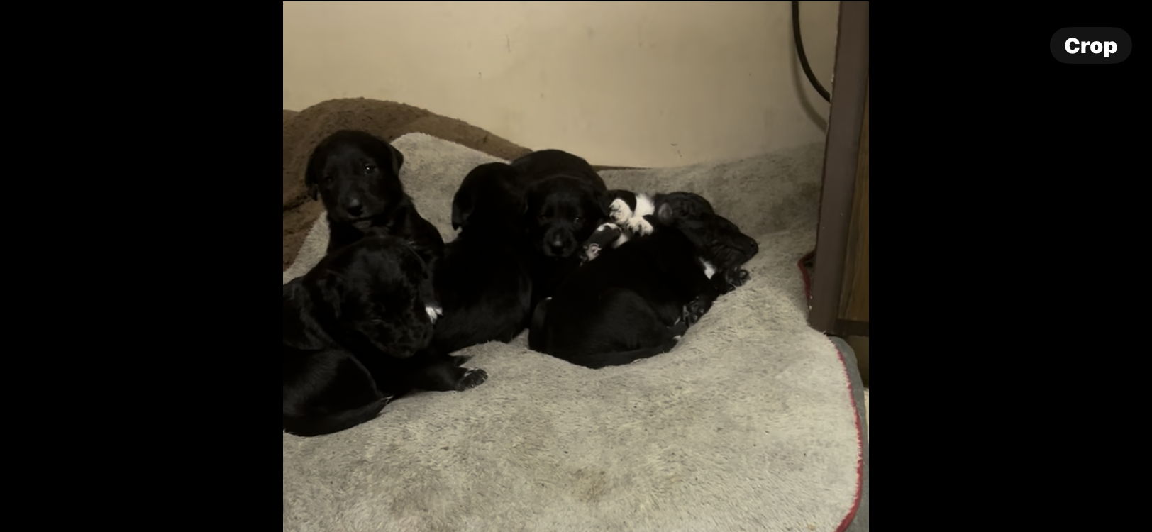 Photo of Lab Gsp cross puppies 