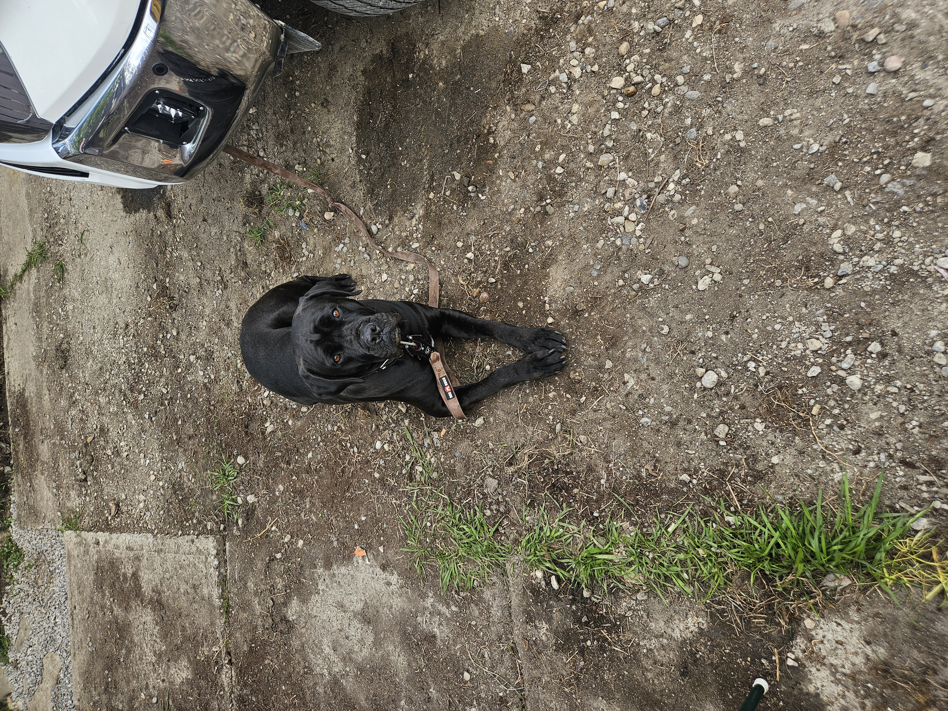 Photo of Free cane corso for rehoming 