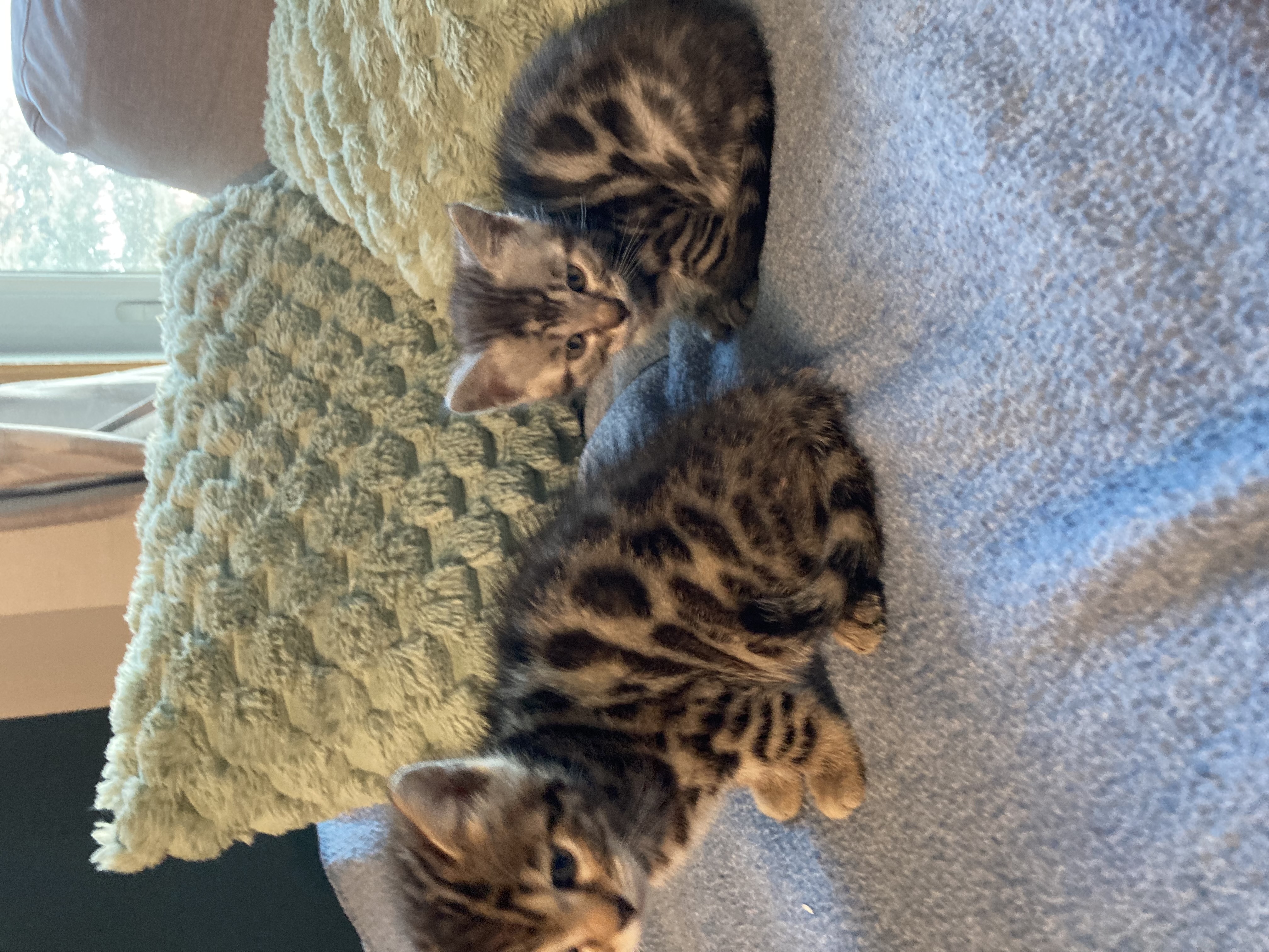 Photo of Bengal kittens 3 males 