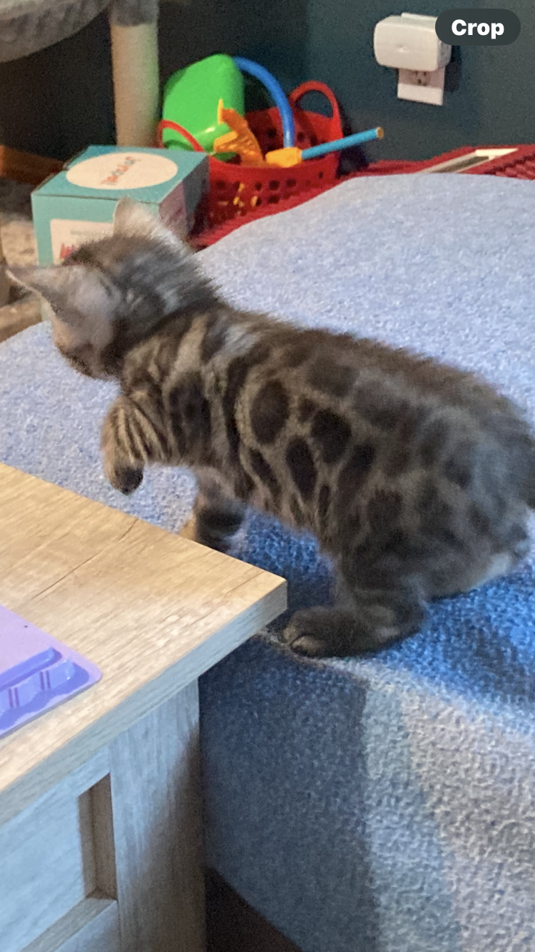 Photo of Bengal kittens 3 males 