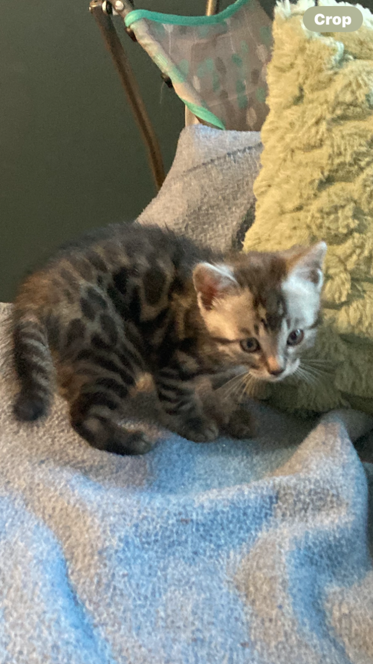 Photo of Bengal kittens 3 males 