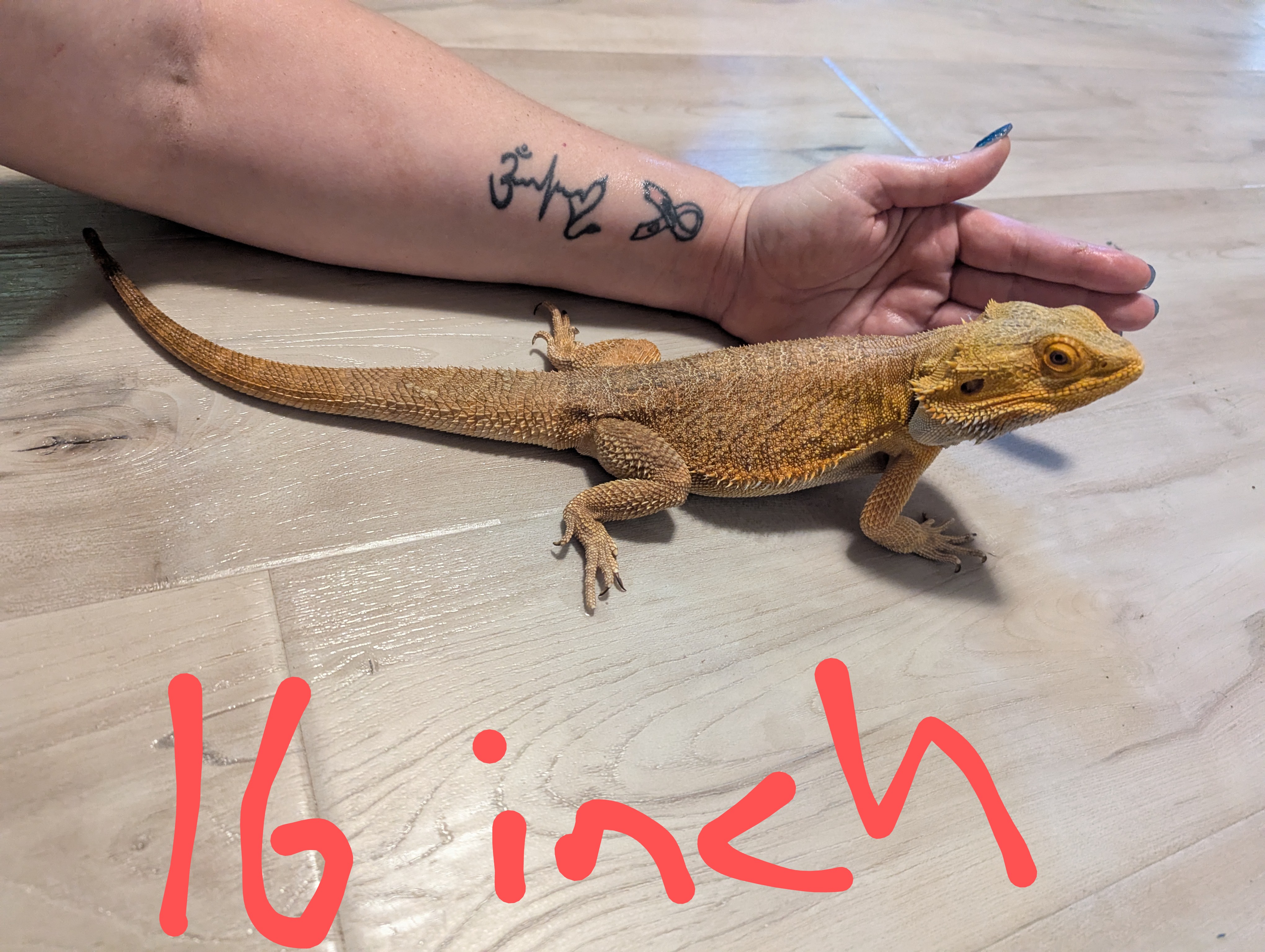 Photo of Bearded dragon