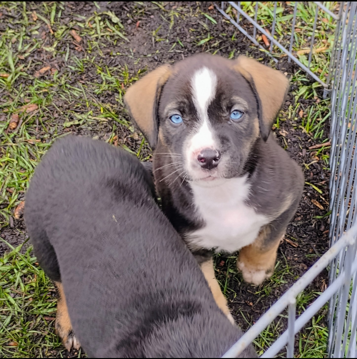 Photo of Bernese Mountain Dog X puppies looking for their new forever homes