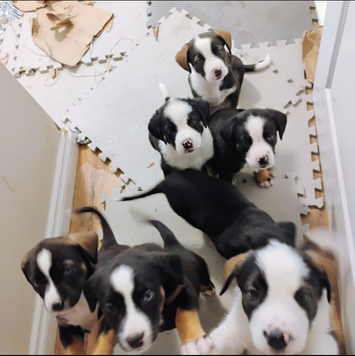 Photo of Bernese Mountain Dog X puppies looking for their new forever home