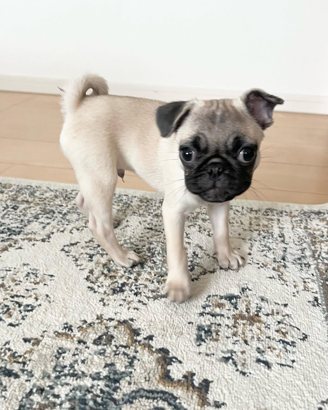 Photo of We have 2 beautiful purebred pug girls