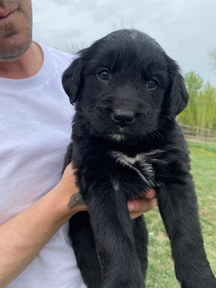 Photo of Golden Mountain Dog puppies 