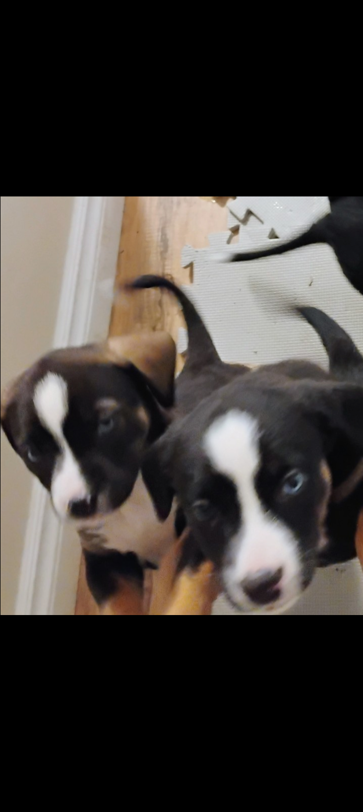 Photo of Bernese Mountain Dog X puppies looking for their new forever home