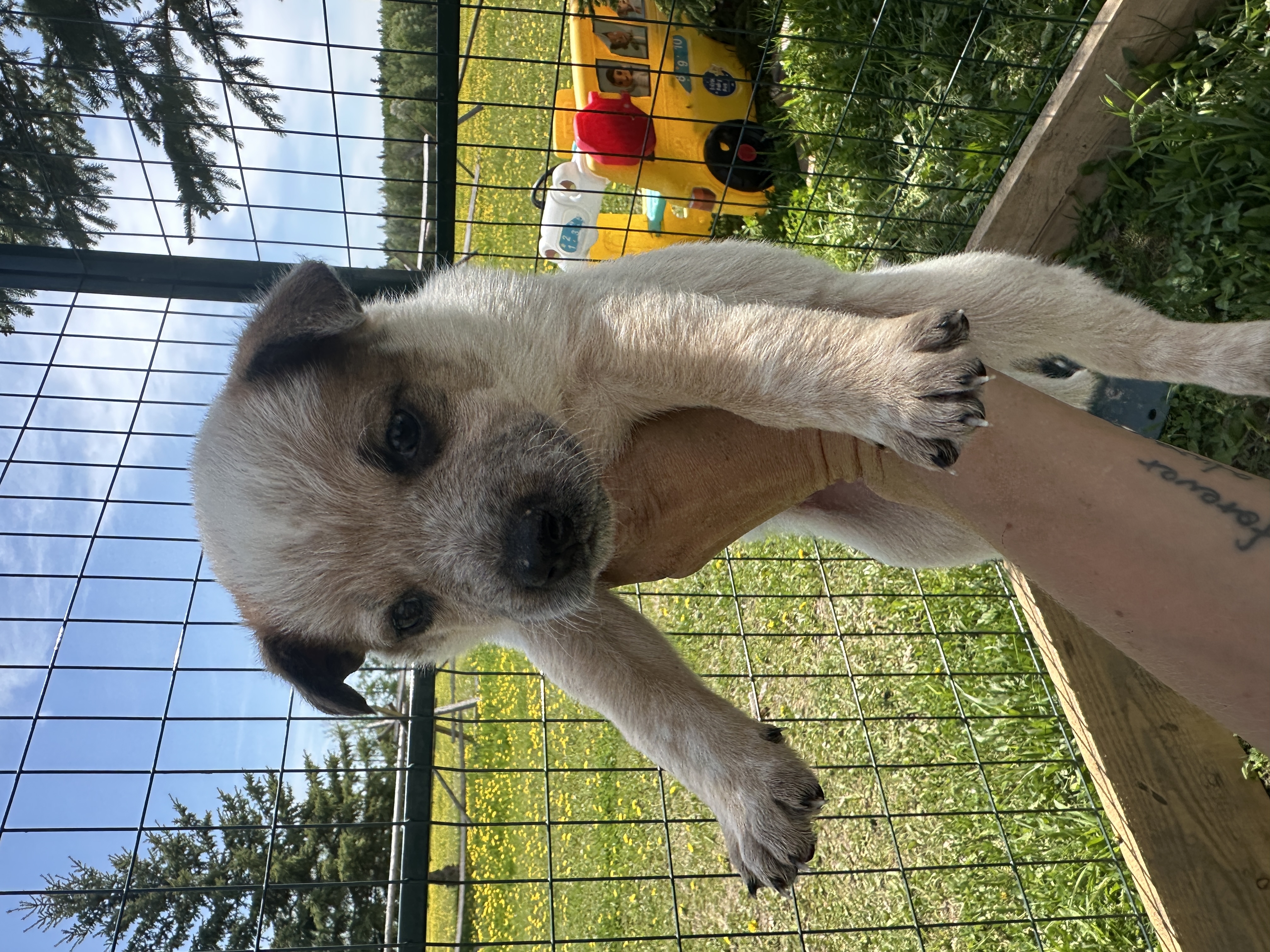 Photo of Red/Blue Heeler Puppies