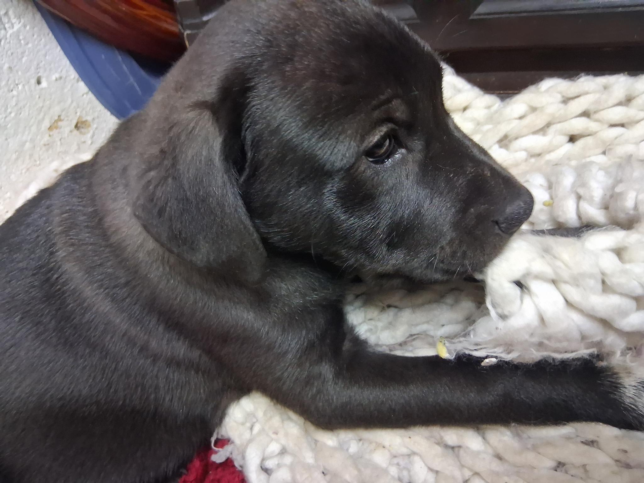 Photo of Pitinese Pups 