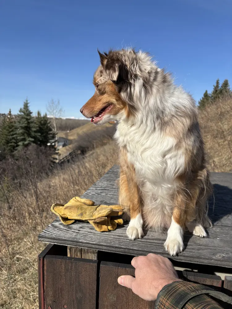 Photo of Amazing Australian Shepherd puppies
