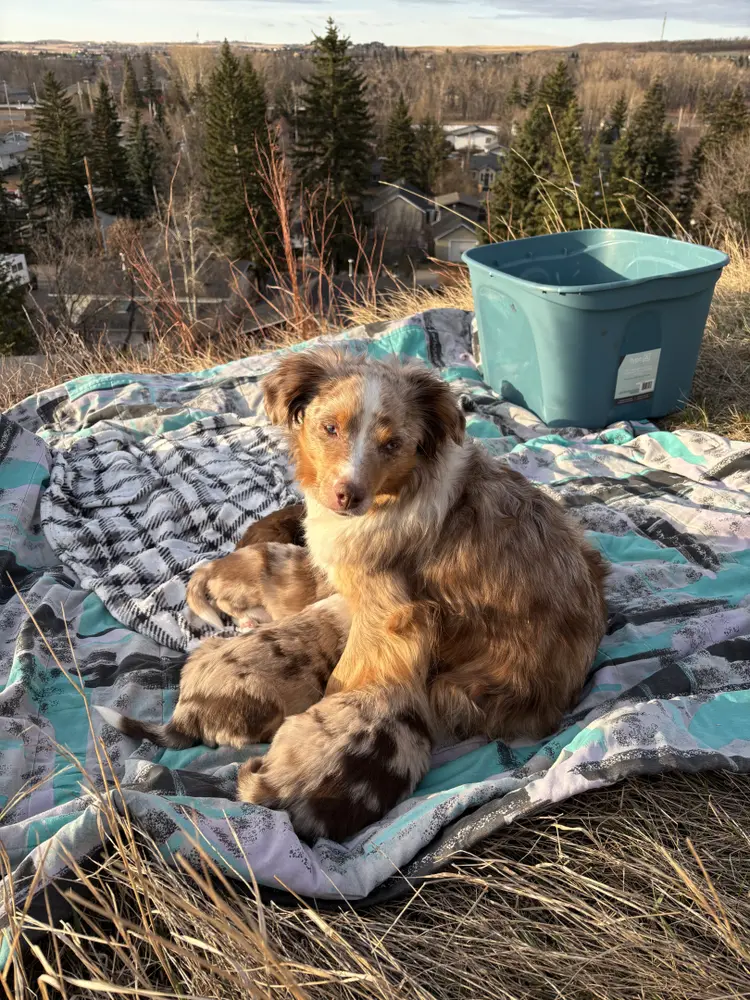 Photo of Amazing Australian Shepherd puppies