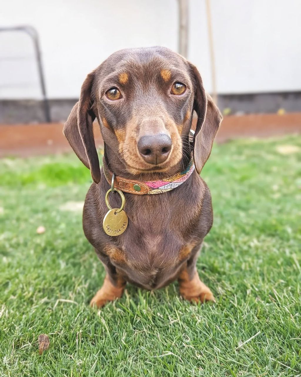 Photo of MINIATURE MALES AND FEMALES DACHSHUND Puppies