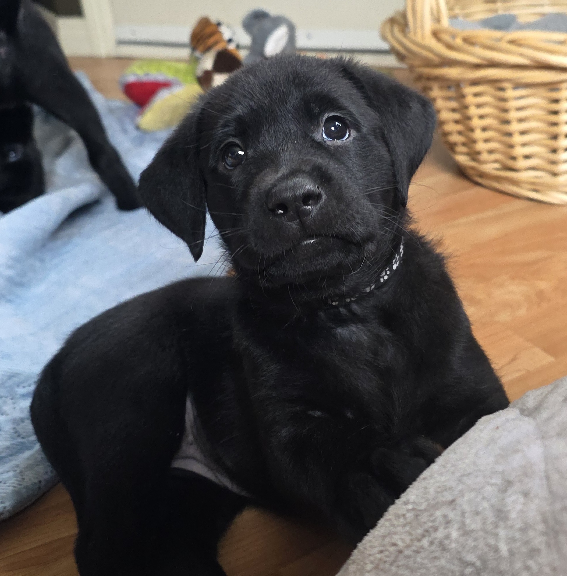 Photo of ONLY 3 LEFT. ADORABLE Black Lab Puppies