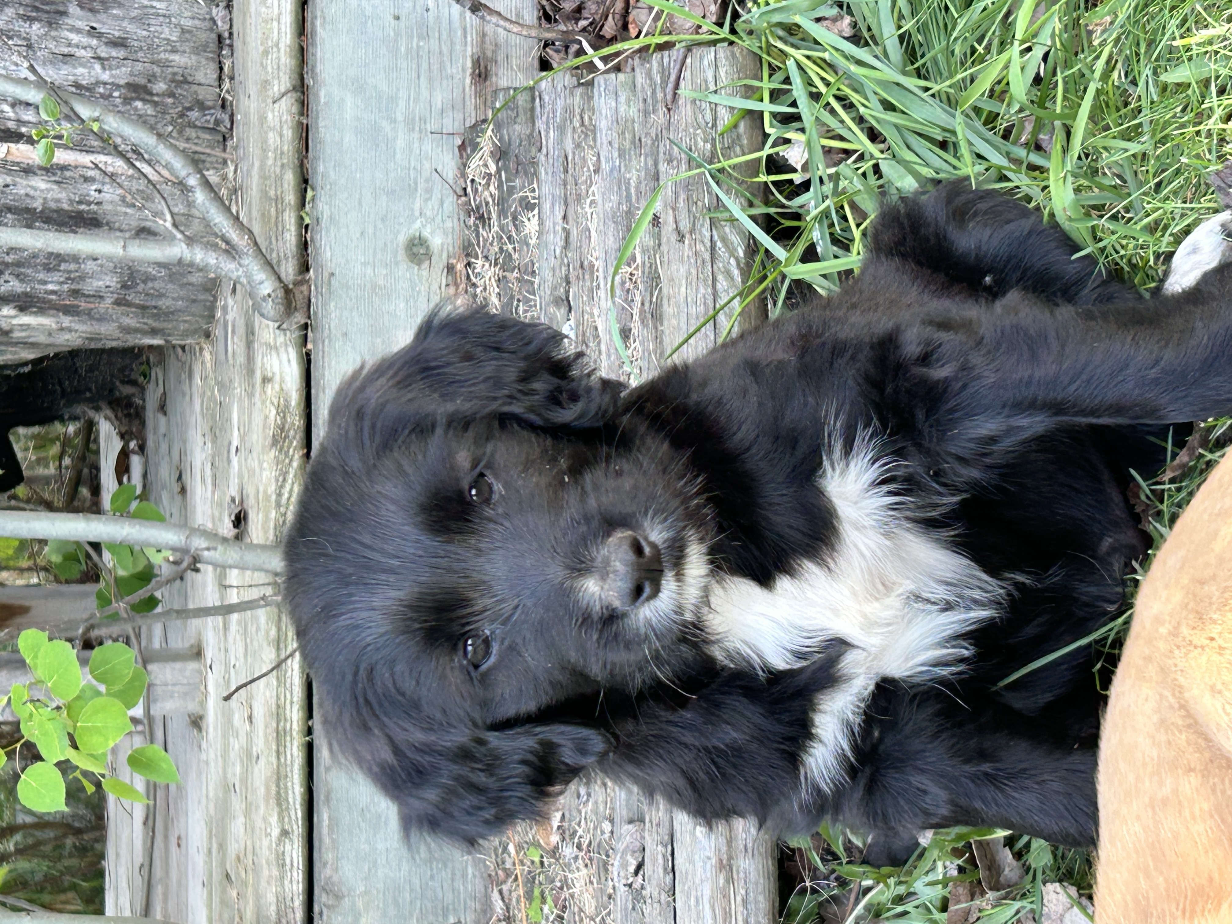 Photo of Bernadoodle / Retriever Puppies
