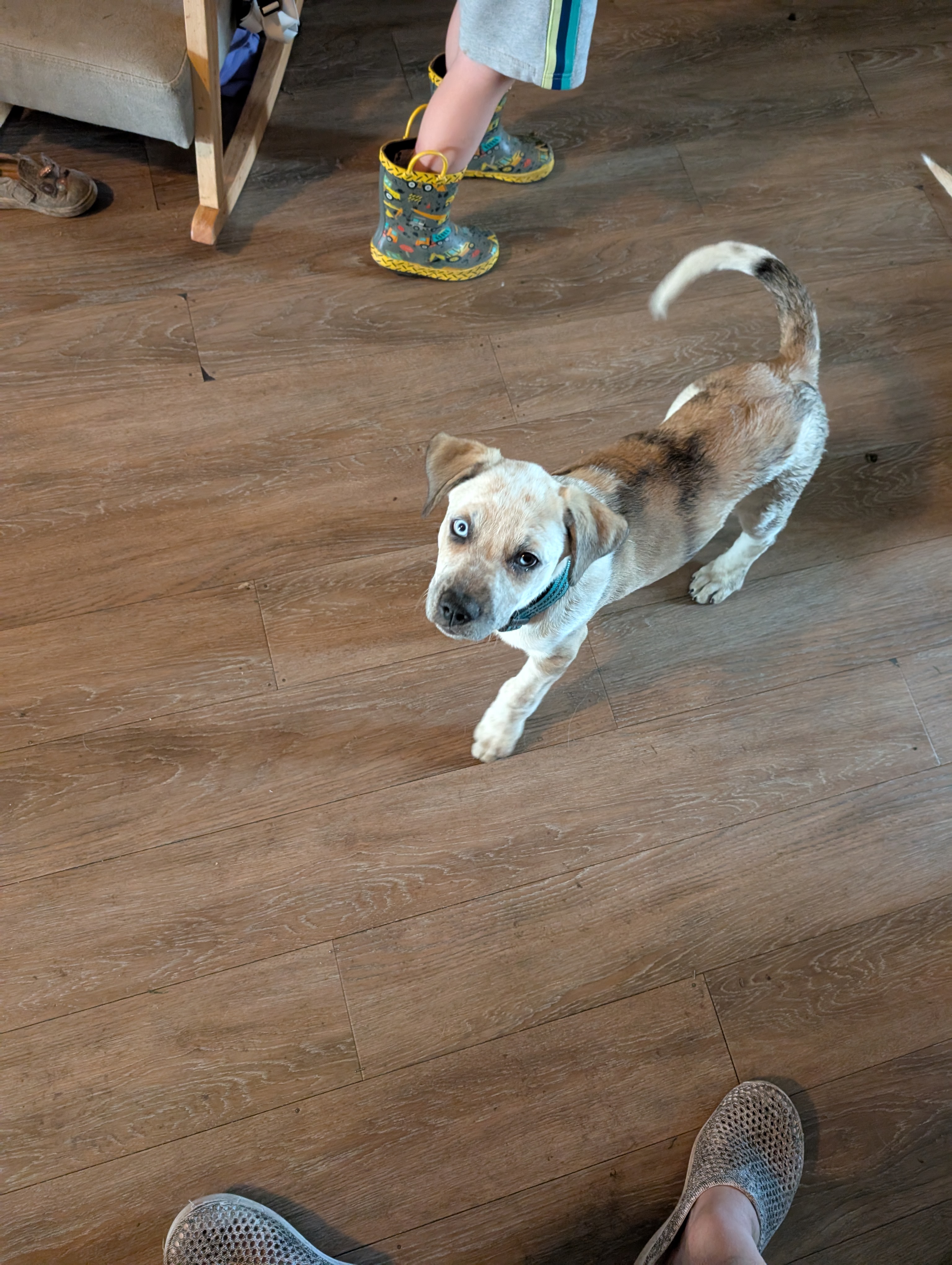 Photo of 3 month old Pitty,Collie x.   