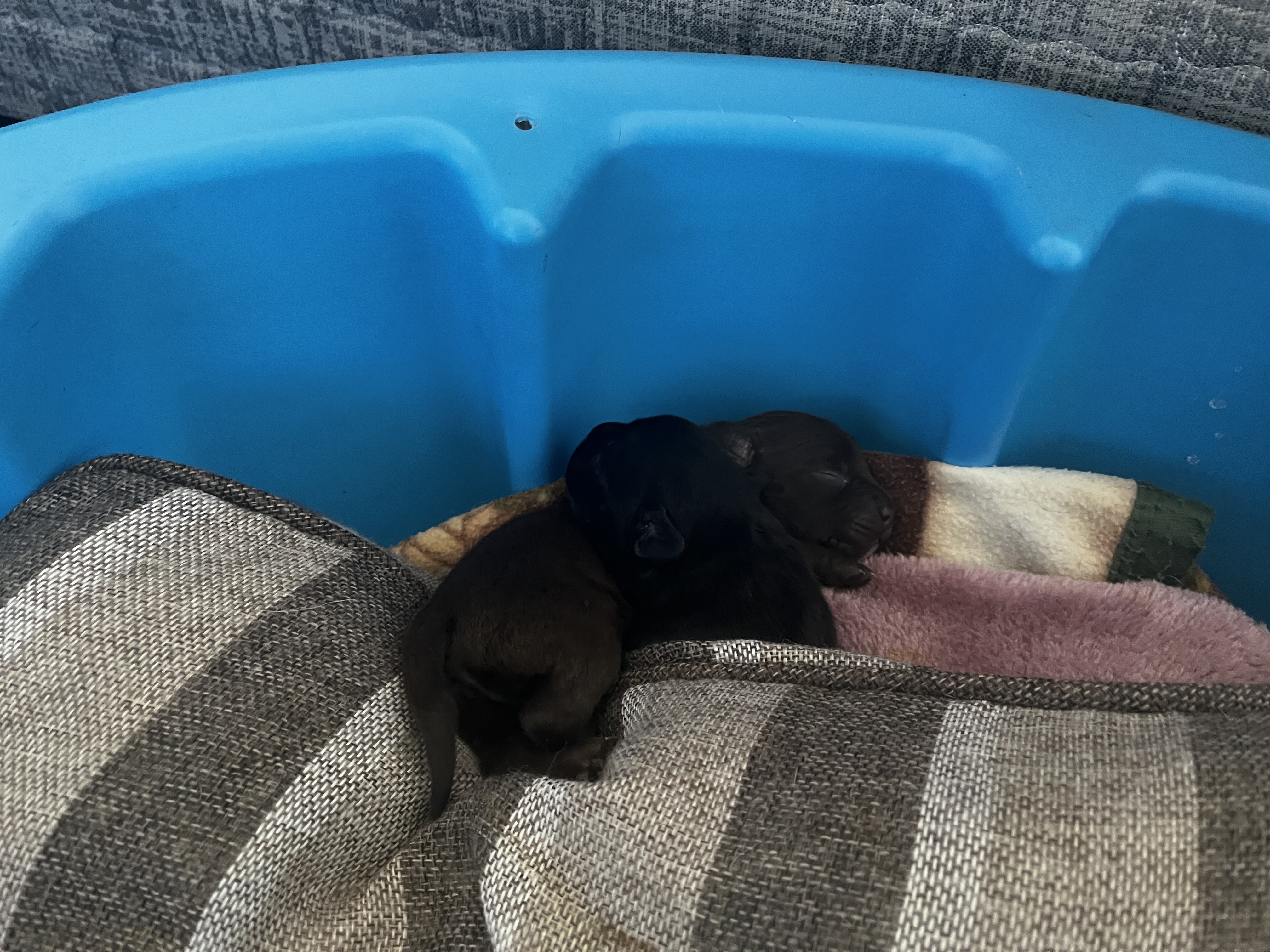 Photo of Black/Brown Puppies