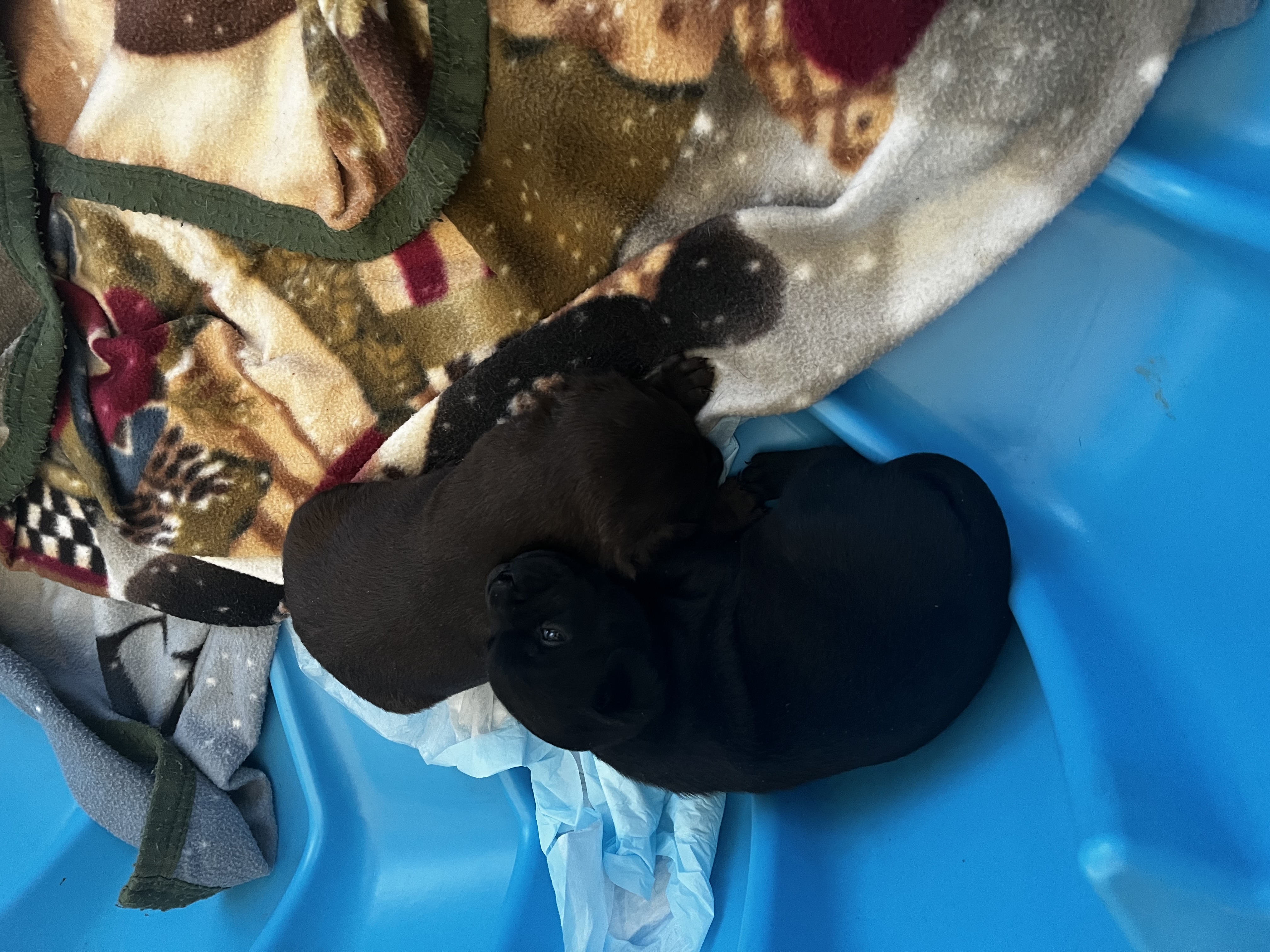 Photo of Black/Brown Puppies