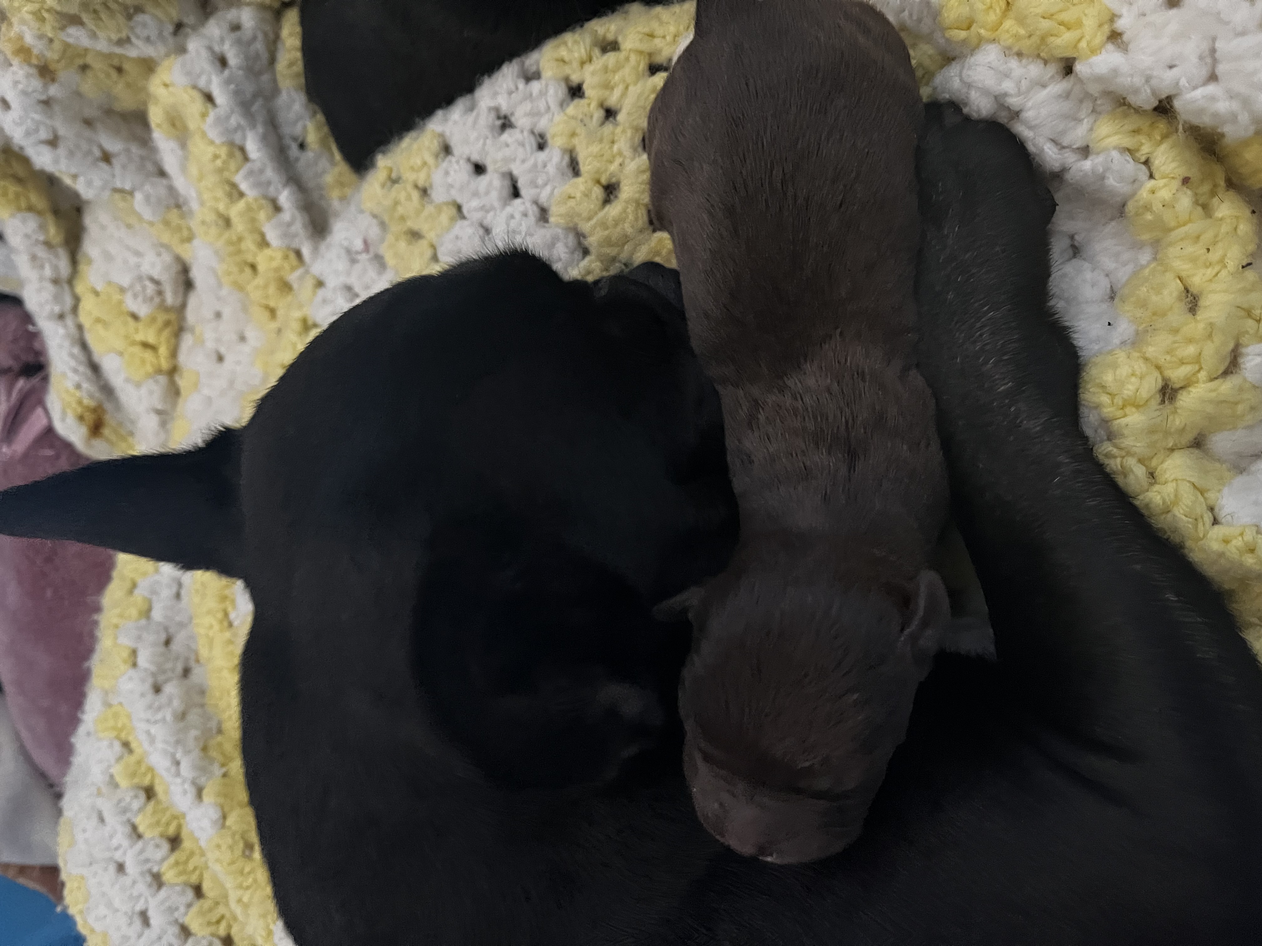 Photo of Black/Brown Puppies