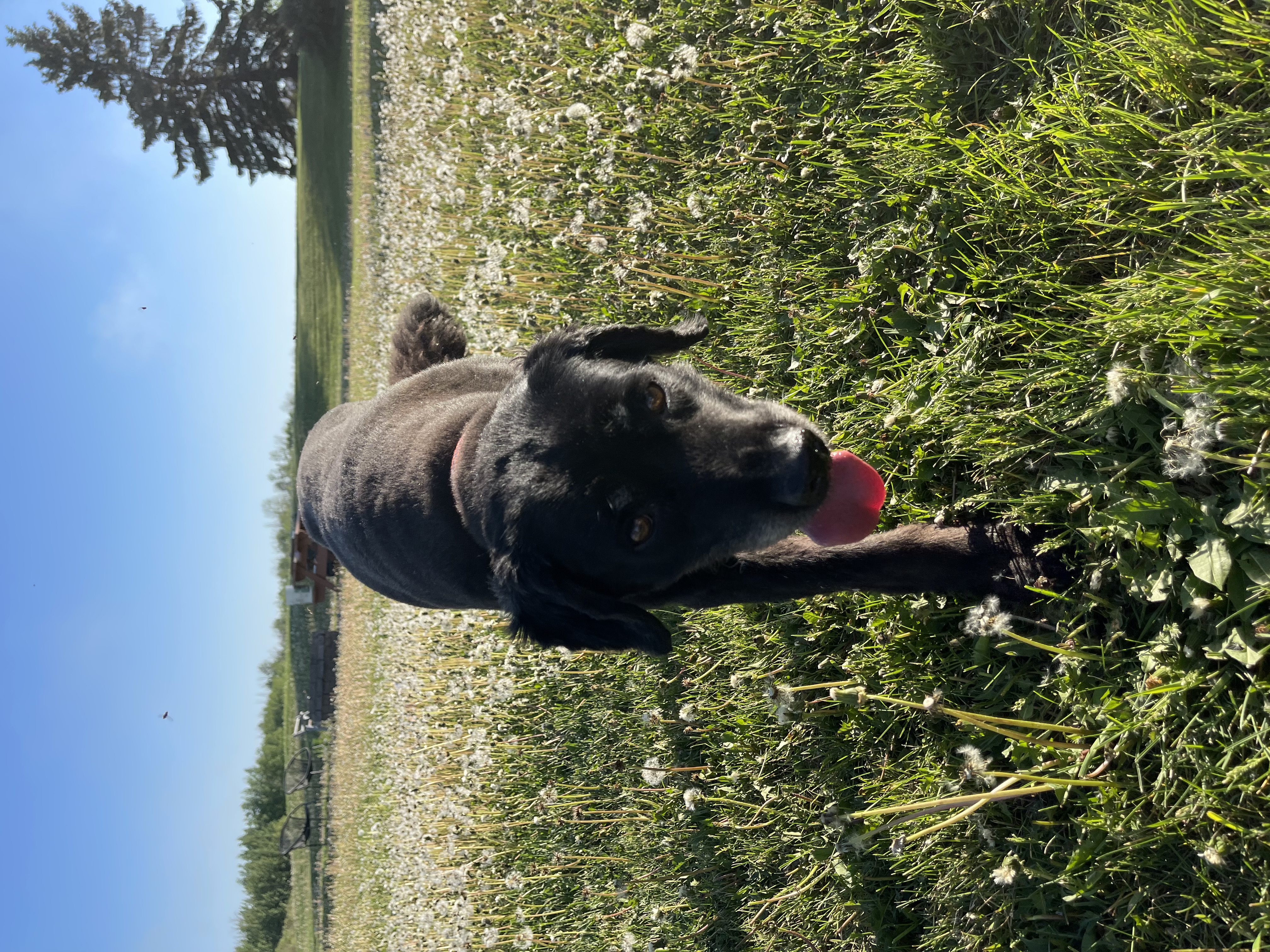 Photo of Dog for adoption 