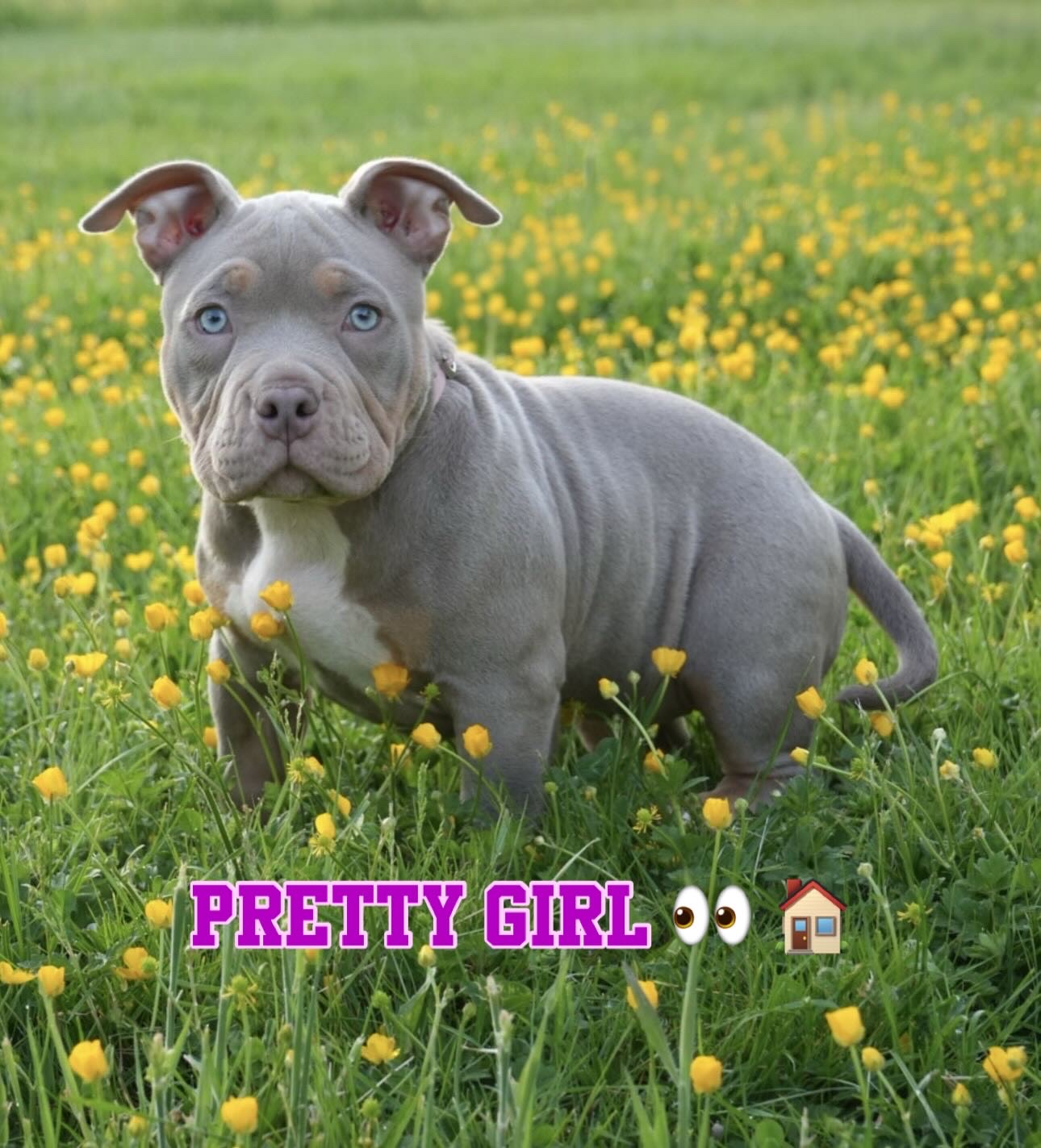 Photo of Gorgeous Female Pocket Bully