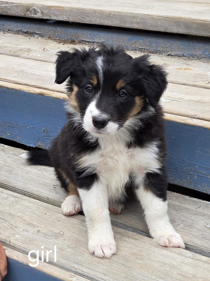 Photo of GORGEOUS BORDER COLLIE PUPPIES