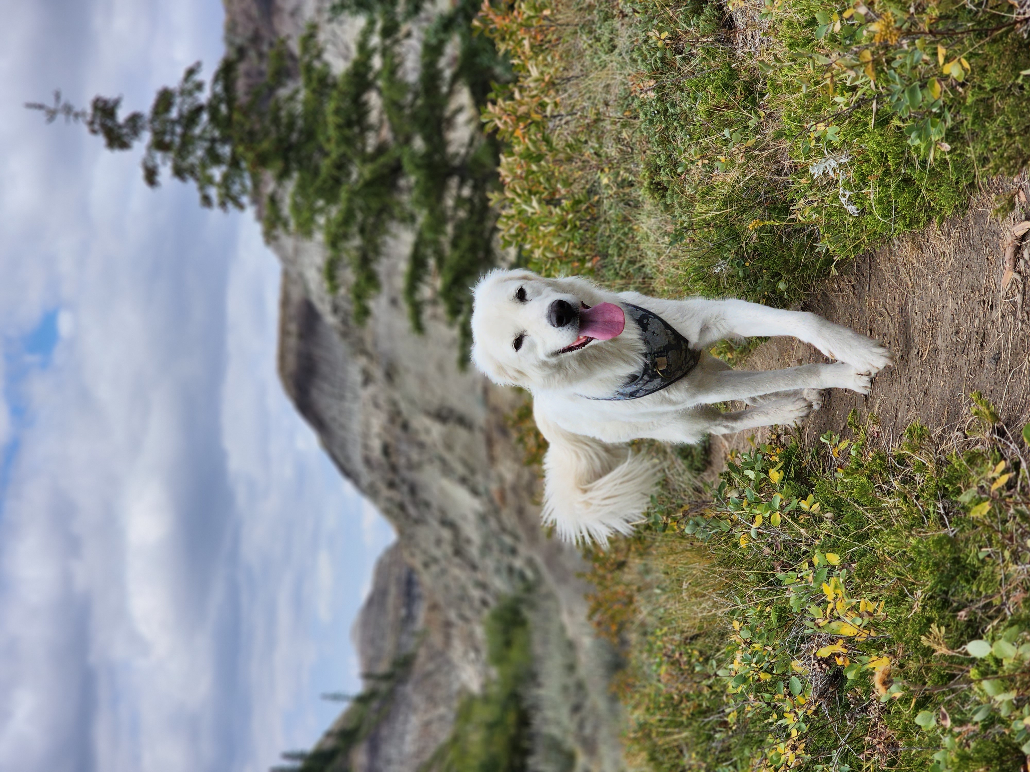 Photo of Dogs to rehome