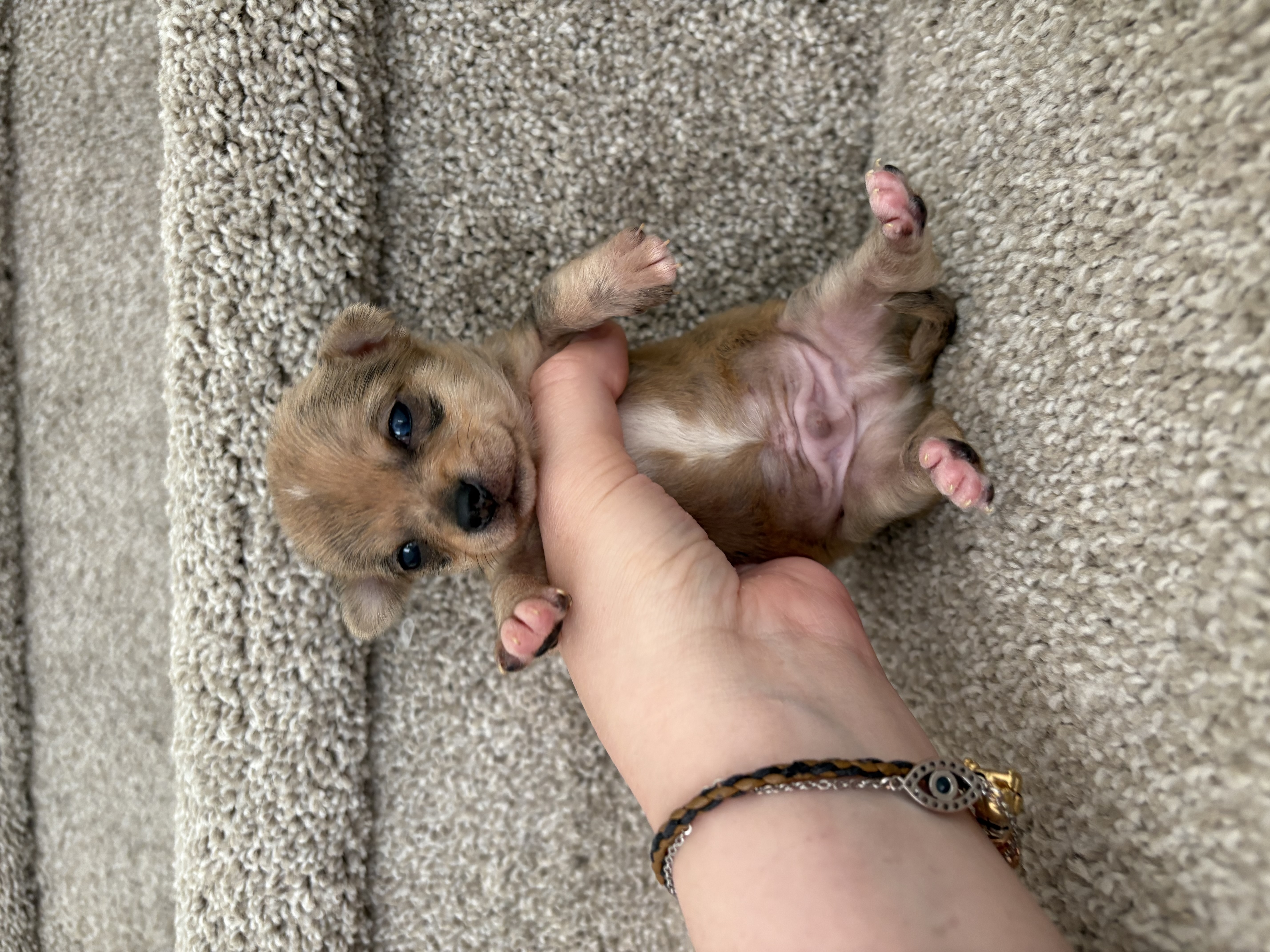 Photo of Chihuahua Puppies (Alberta) 