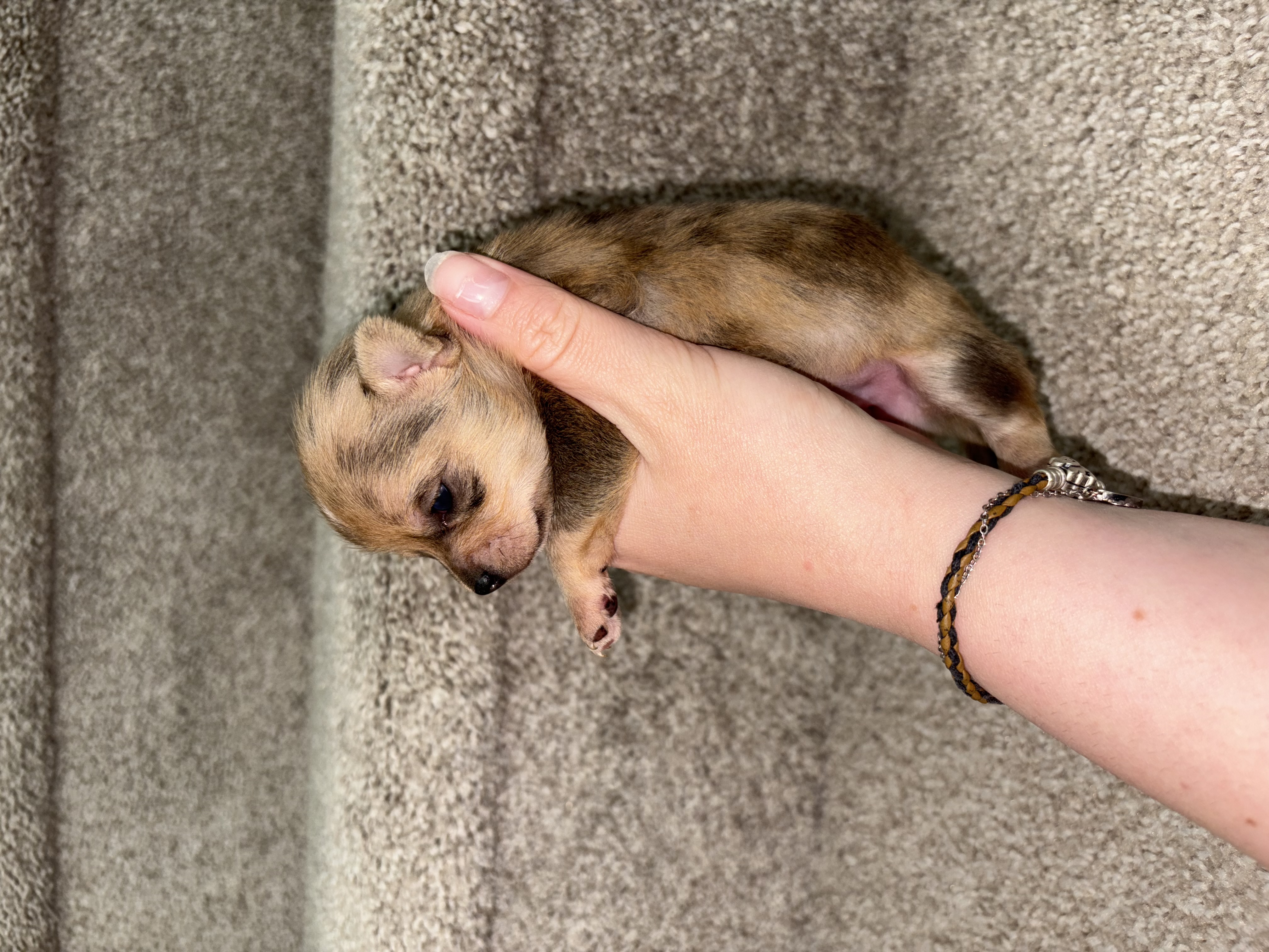 Photo of Chihuahua Puppies (Alberta) 