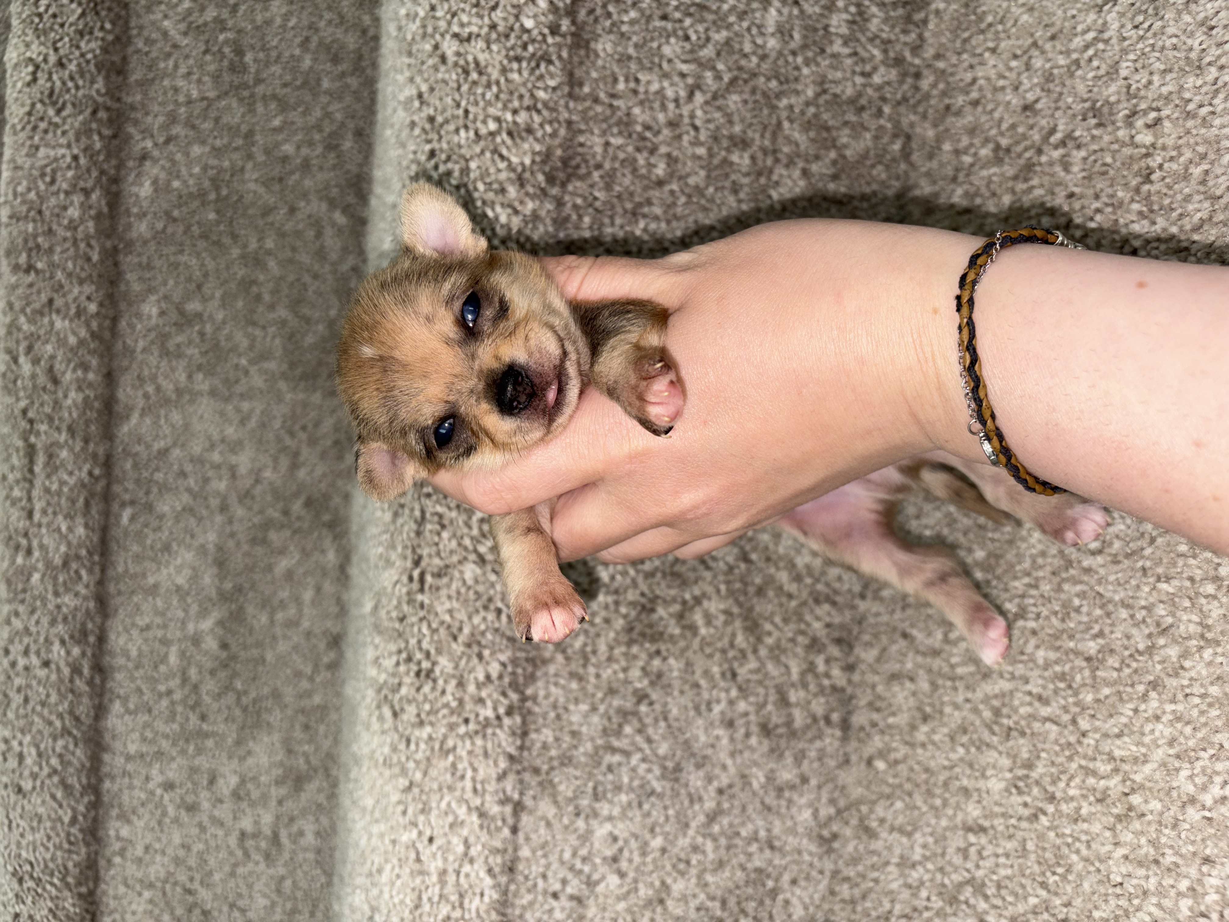 Photo of Chihuahua Puppies (Alberta) 
