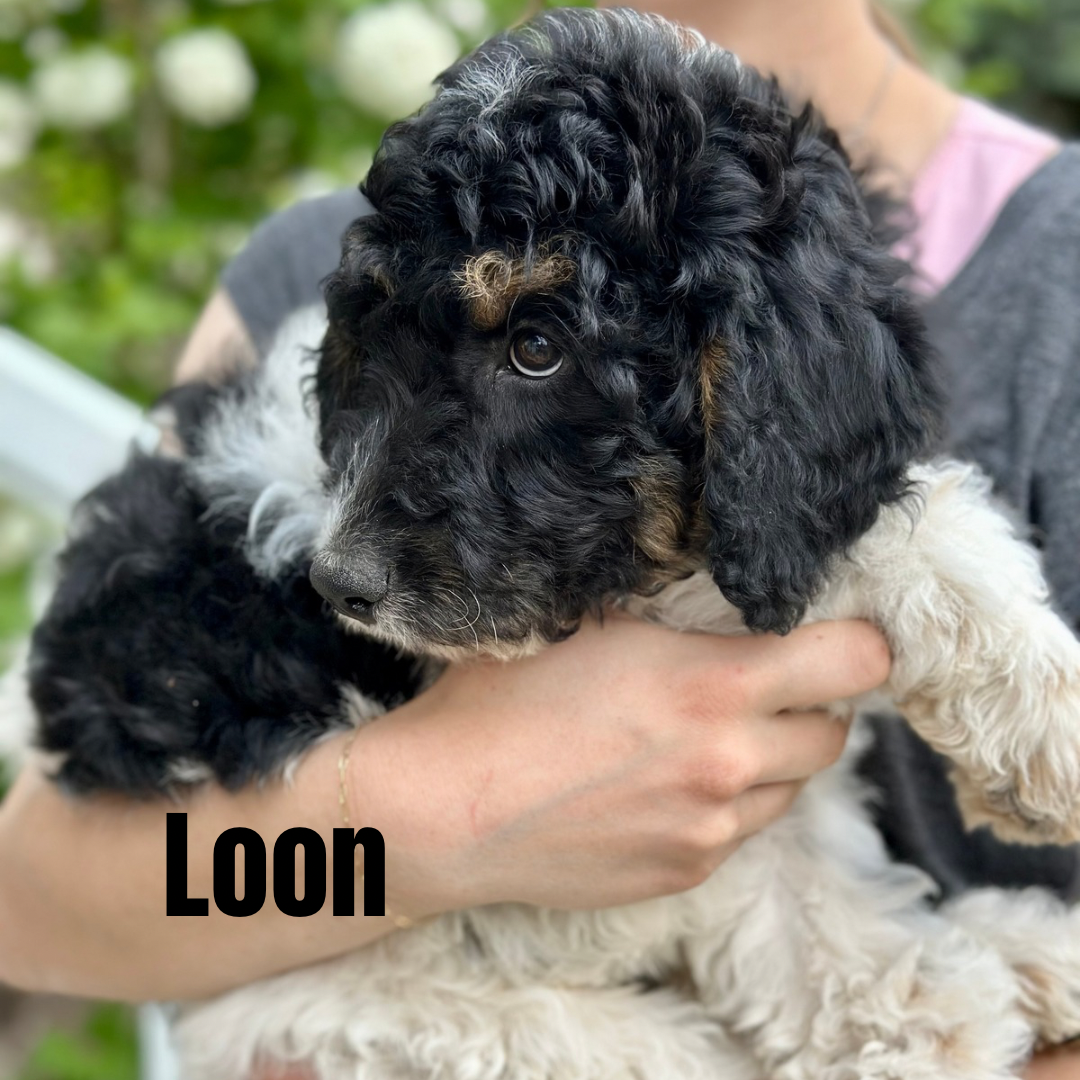 Photo of Beautiful Bernedoodles Ready for Their New Homes