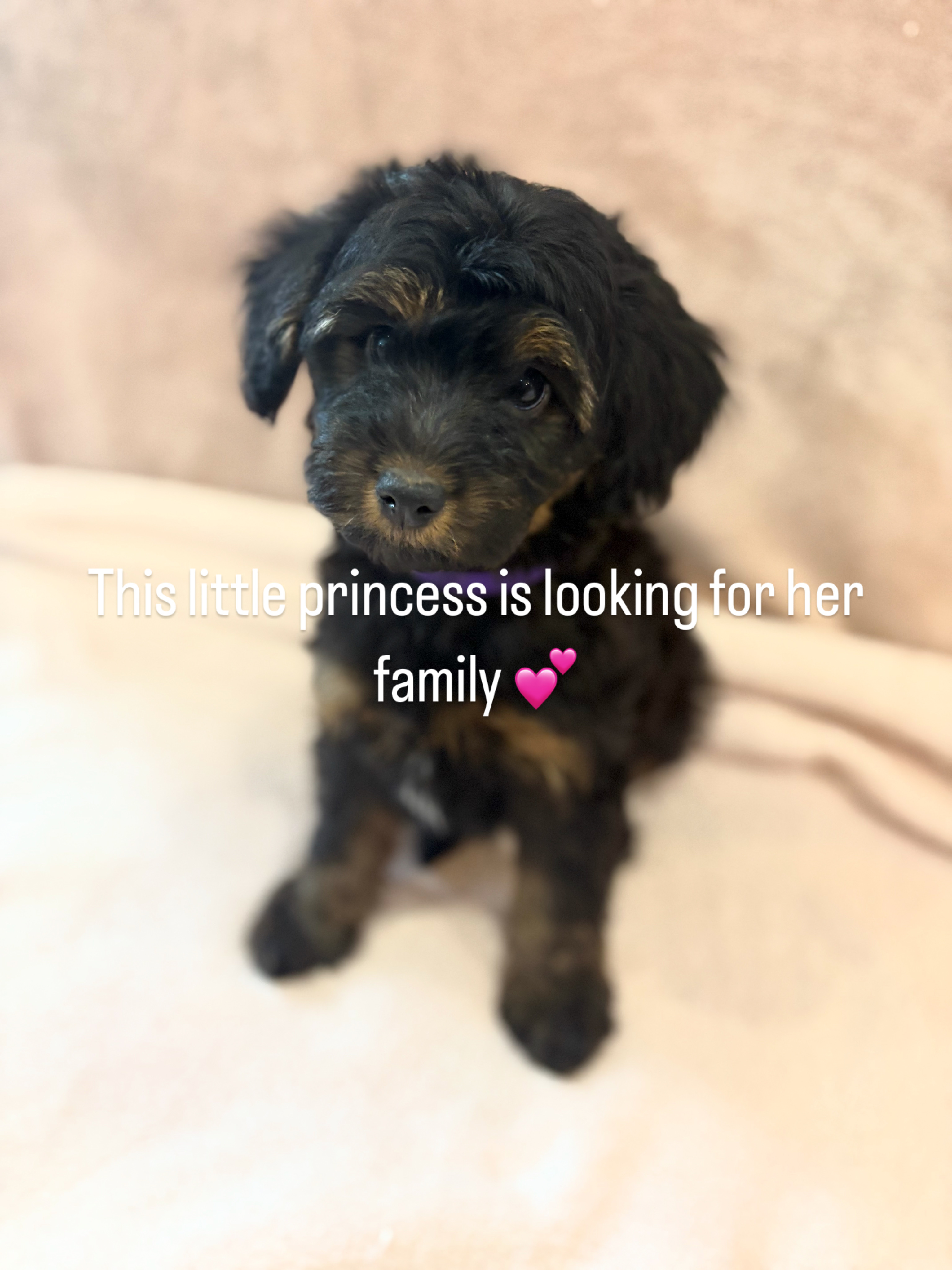 Photo of Poodle/Papillion Puppies for Sale
