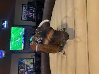 Photo of Inflatable bouncers and tent rental