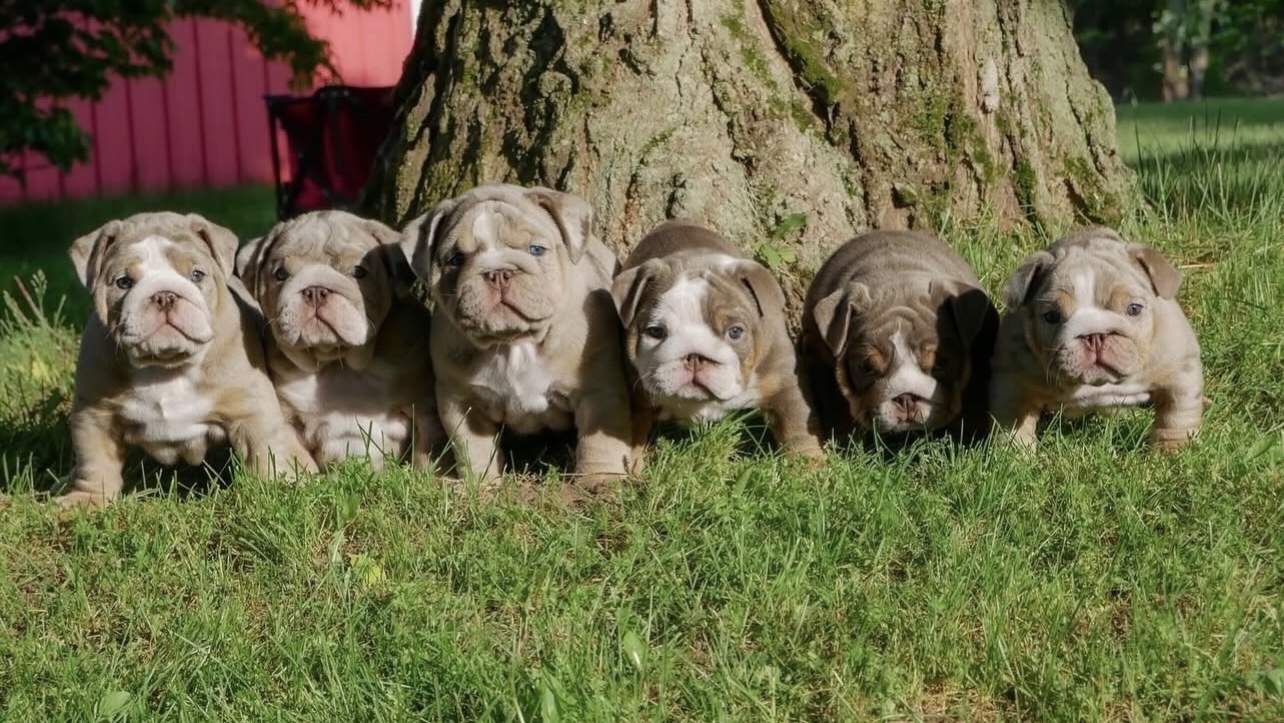Photo of Adorable English Bull Dog Puppies for Rehoming 