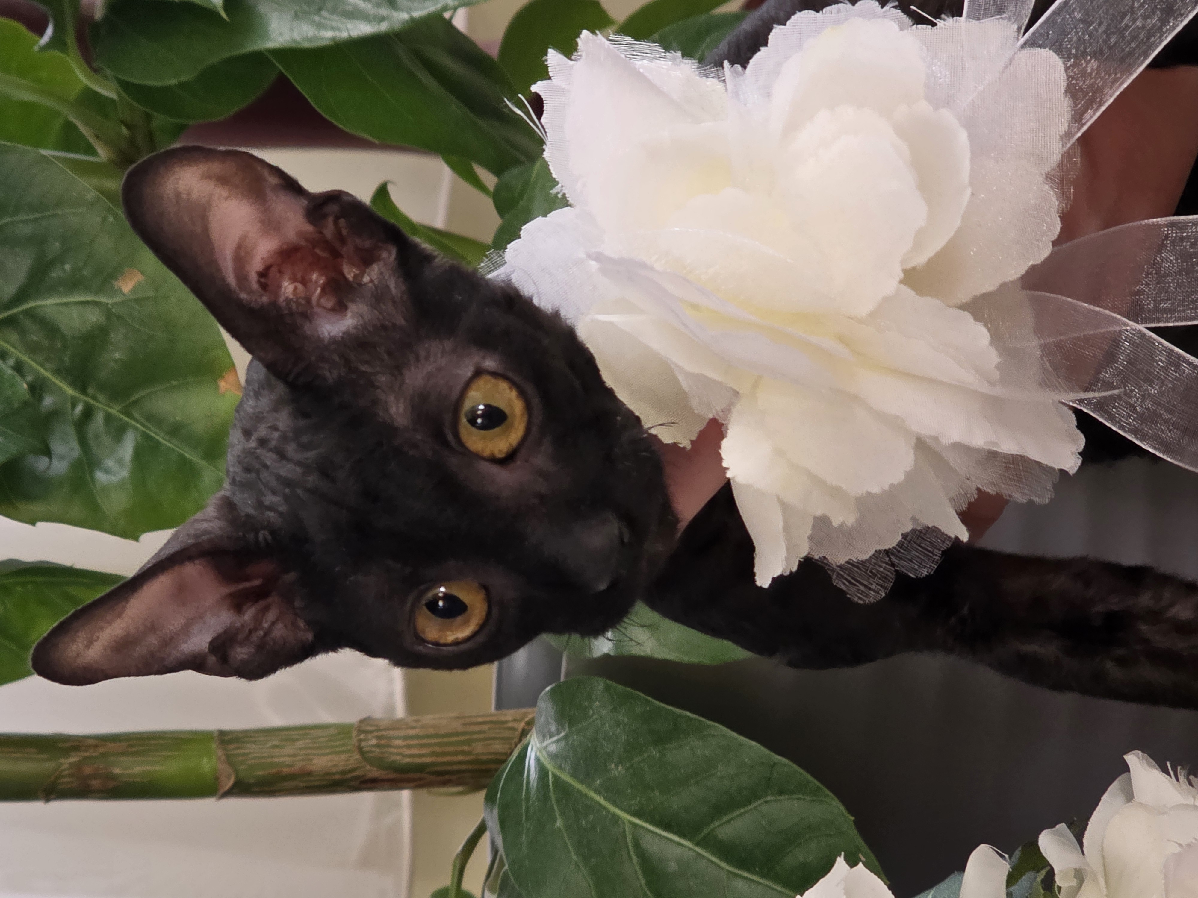 Photo of Purebred Cornish Rex female