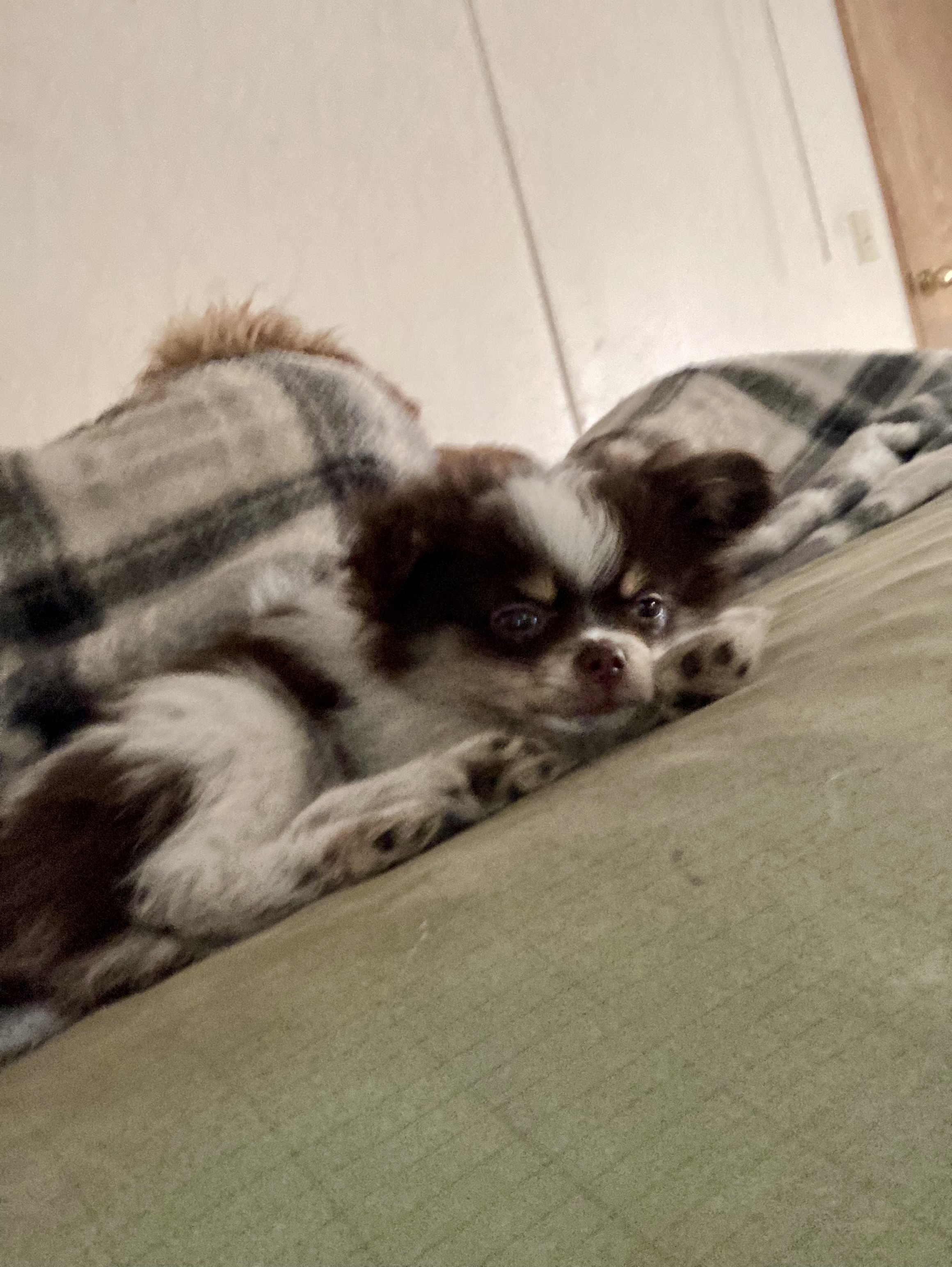 Photo of Tiny Pom pup