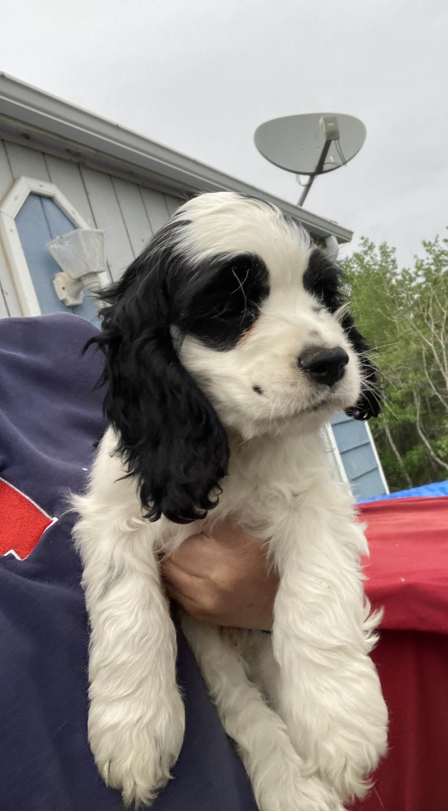 Photo of Cocker spaniel puppies