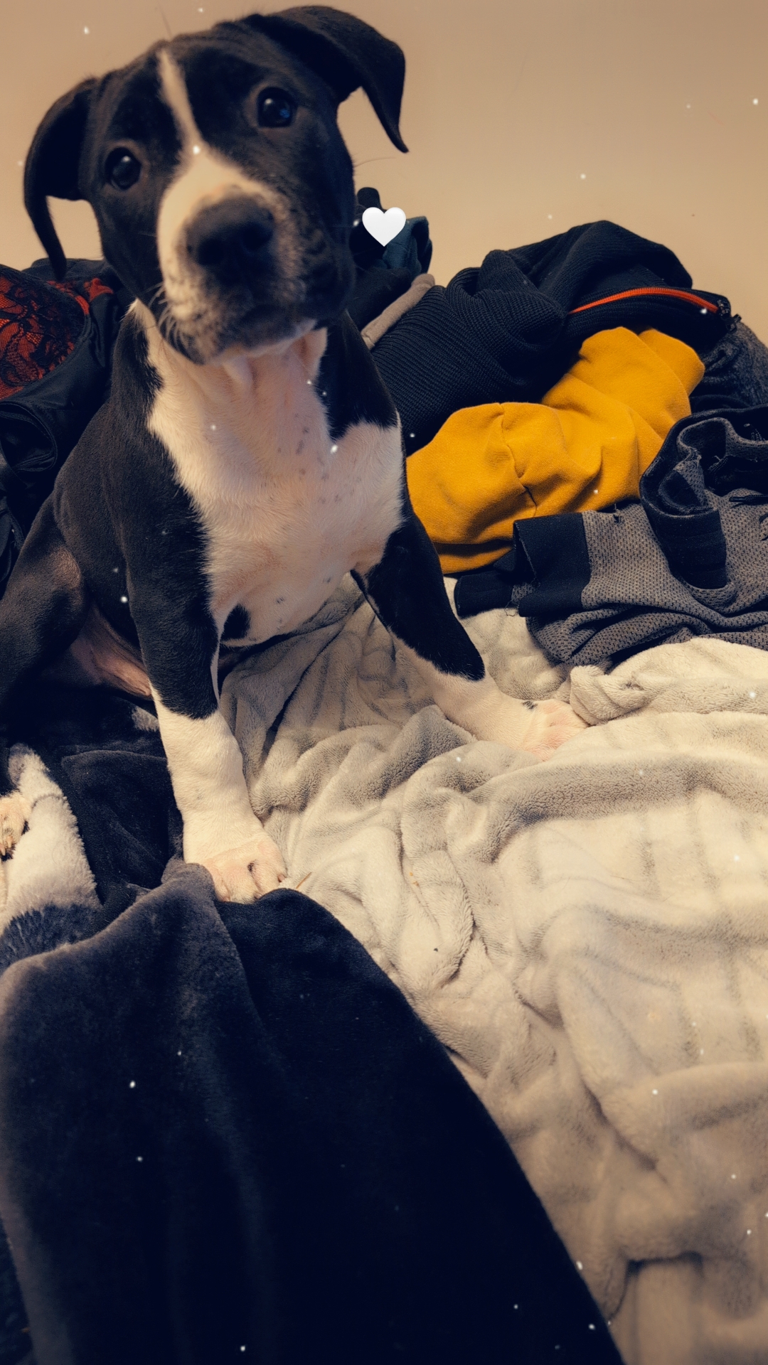 Photo of Purebred pitbull puppy