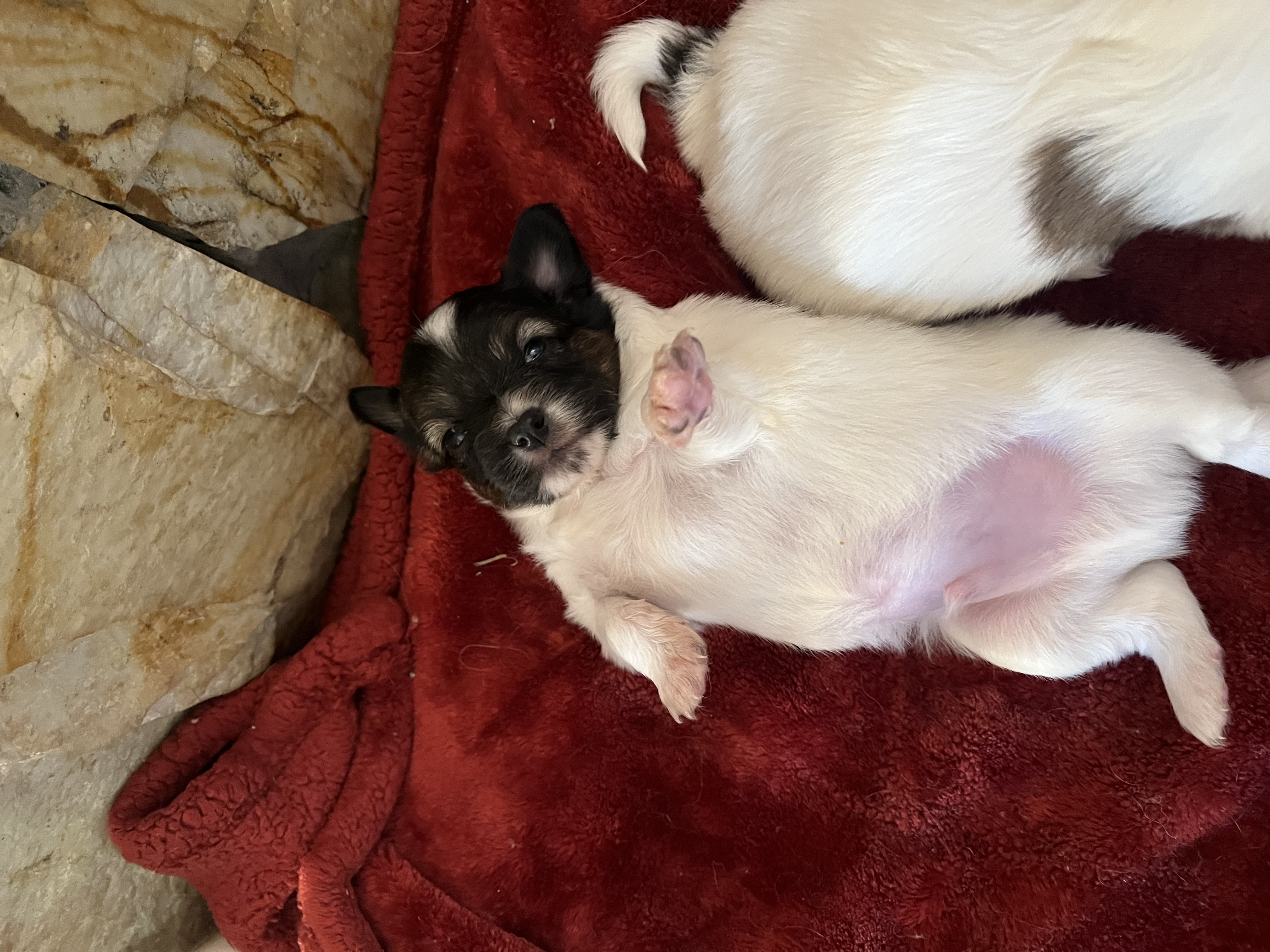 Photo of Papillon puppies 