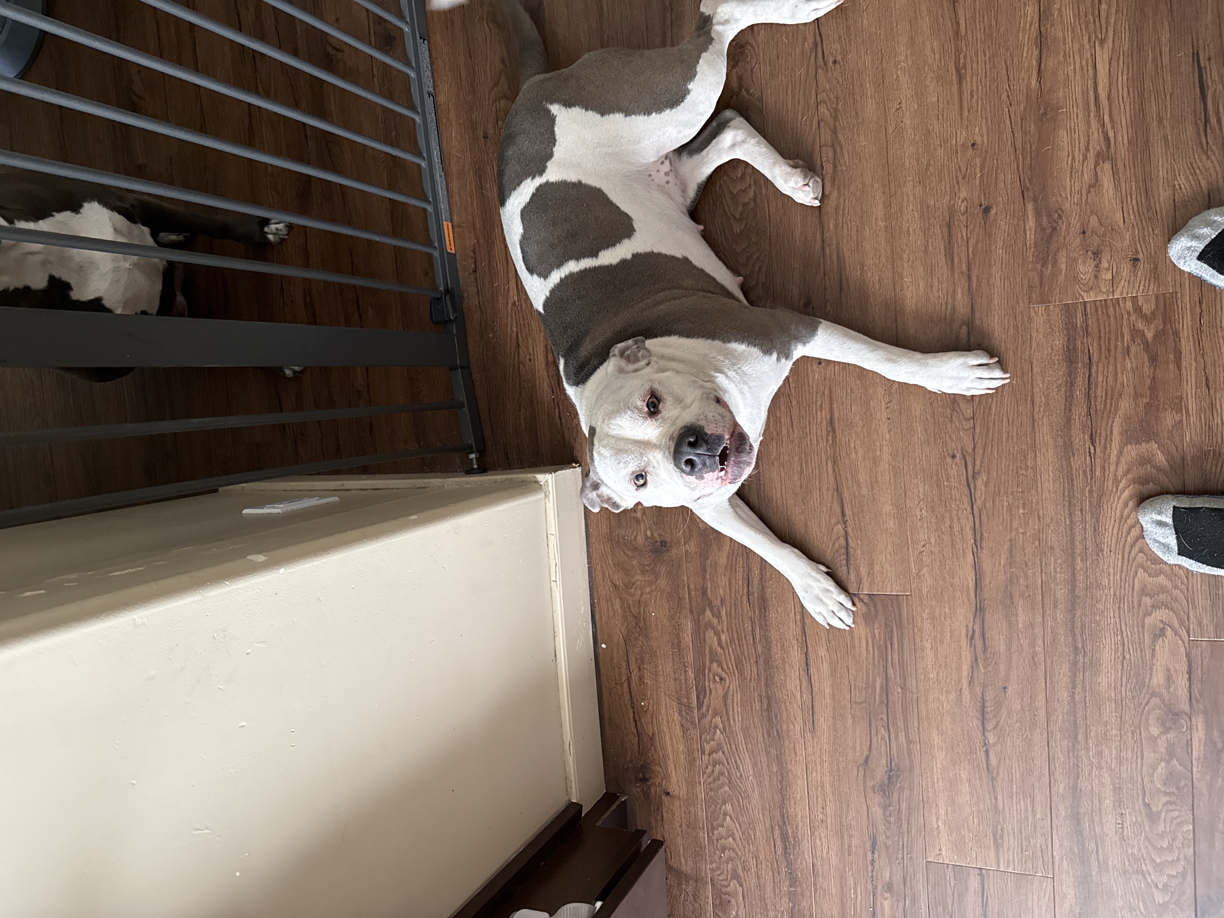 Photo of Pit bull for sale 