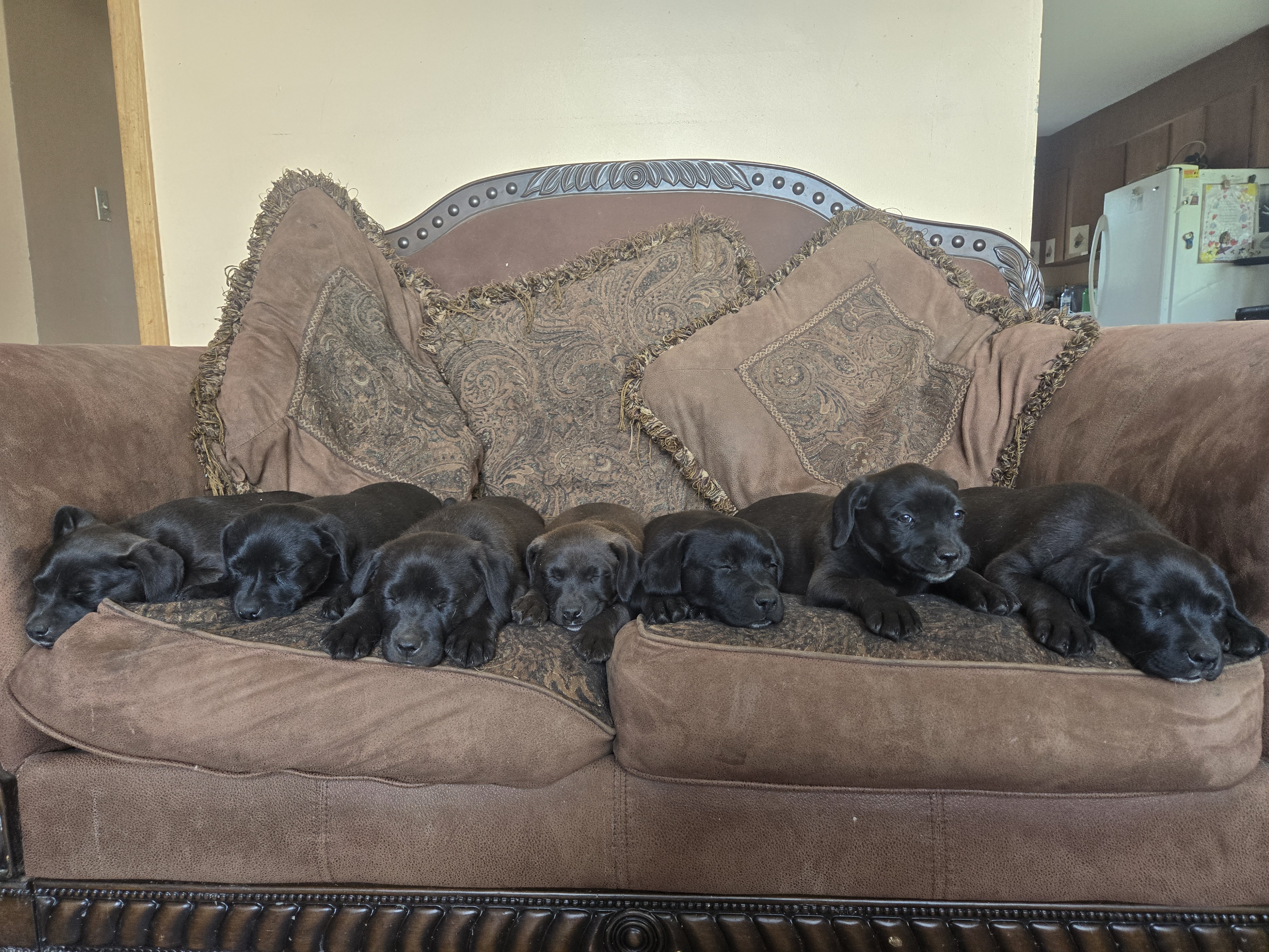 Photo of Pocket Pitty x Chesapeake Bay Retriever Puppies Born April 13th ,2025