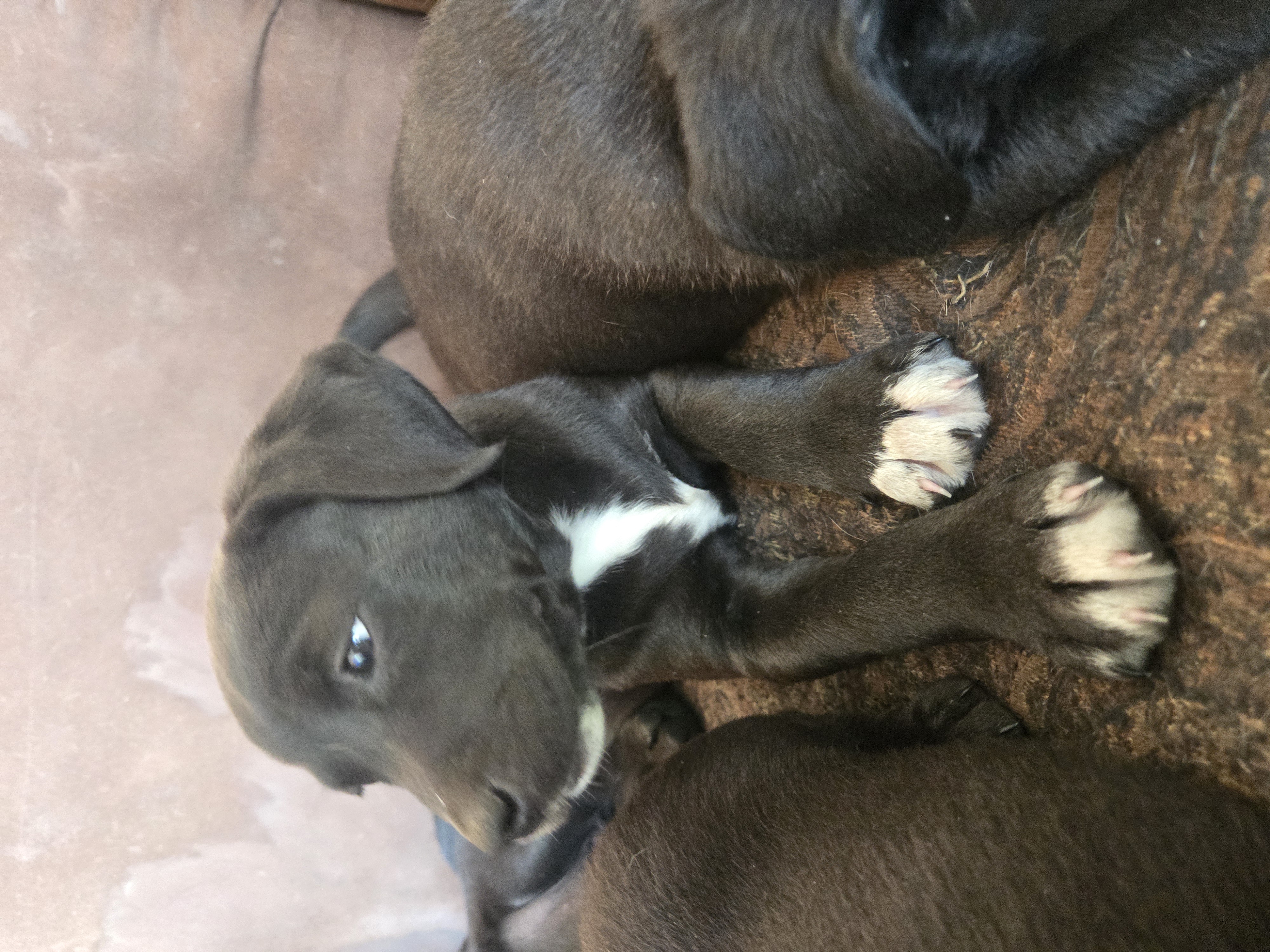 Photo of Pocket Pitty x Chesapeake Bay Retriever Puppies Born April 13th ,2025