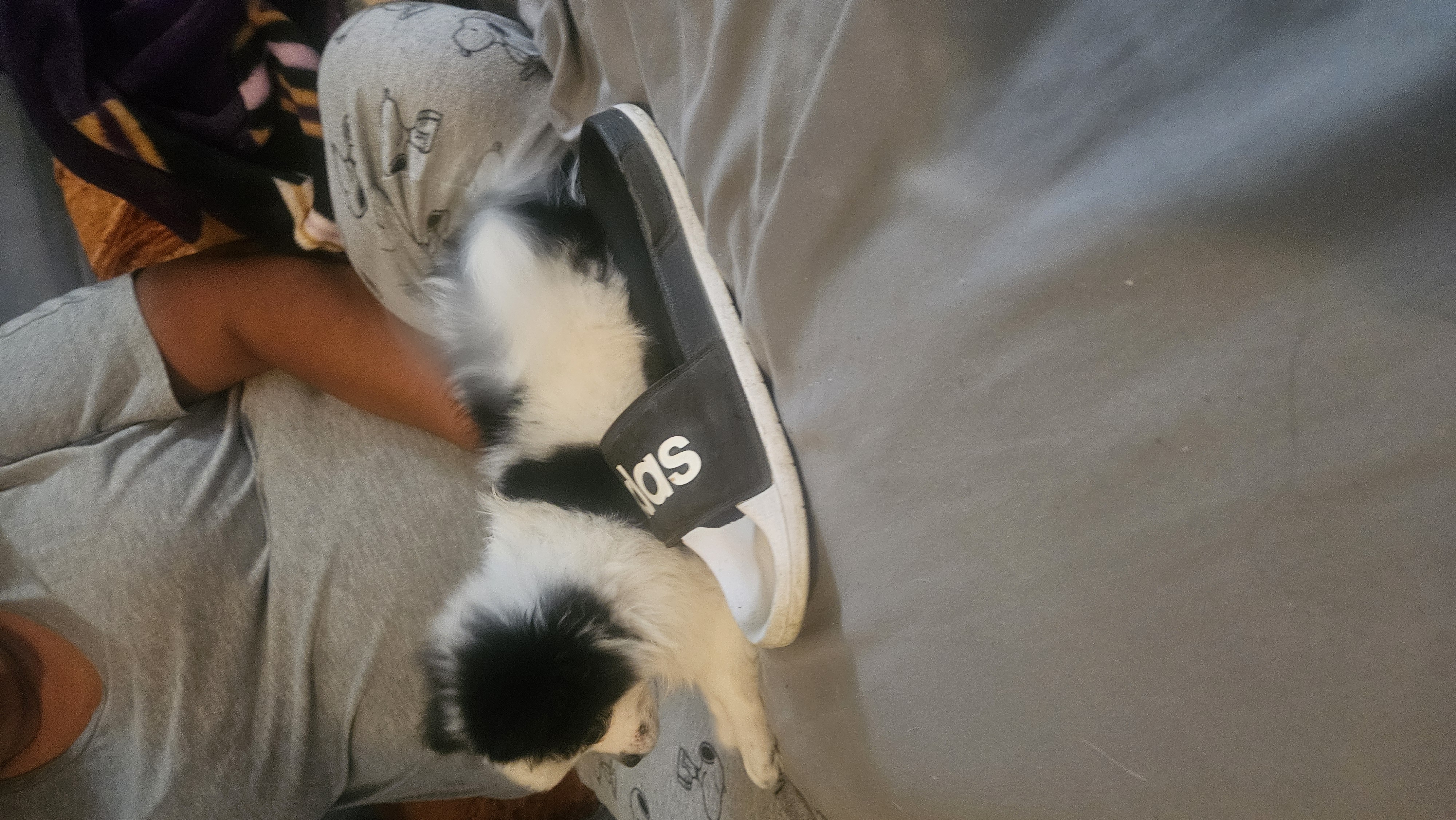 Photo of Pomeranian/ chihuahua/ Pomchi