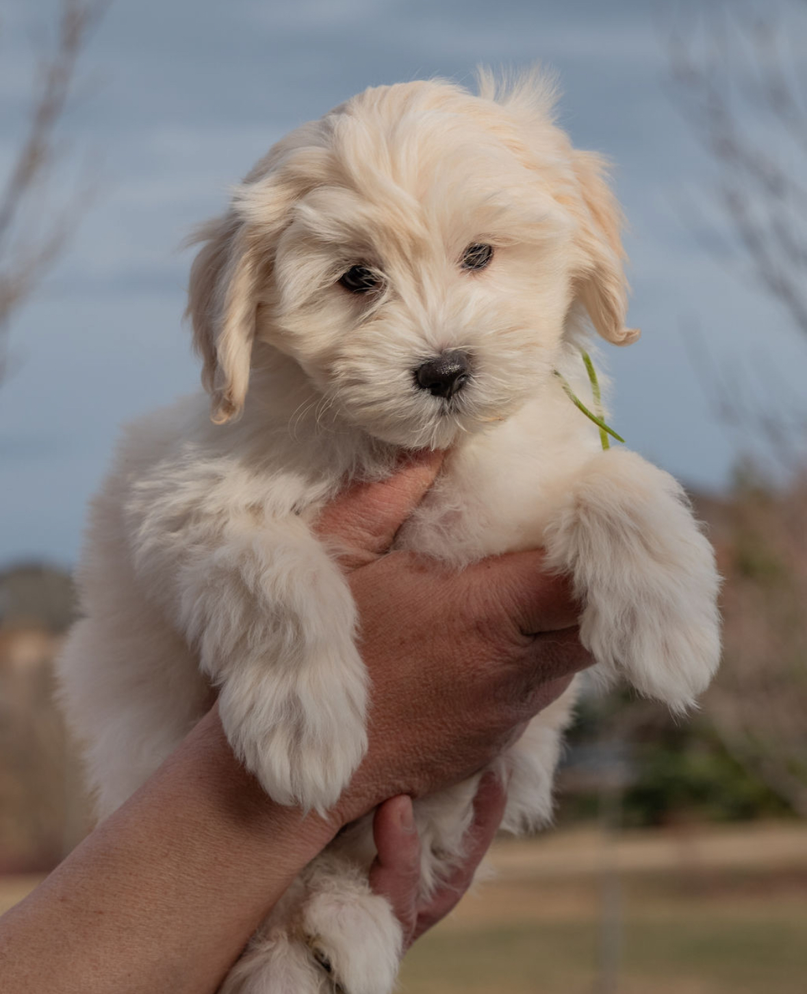 Photo of COCKAPOO PUPPIES