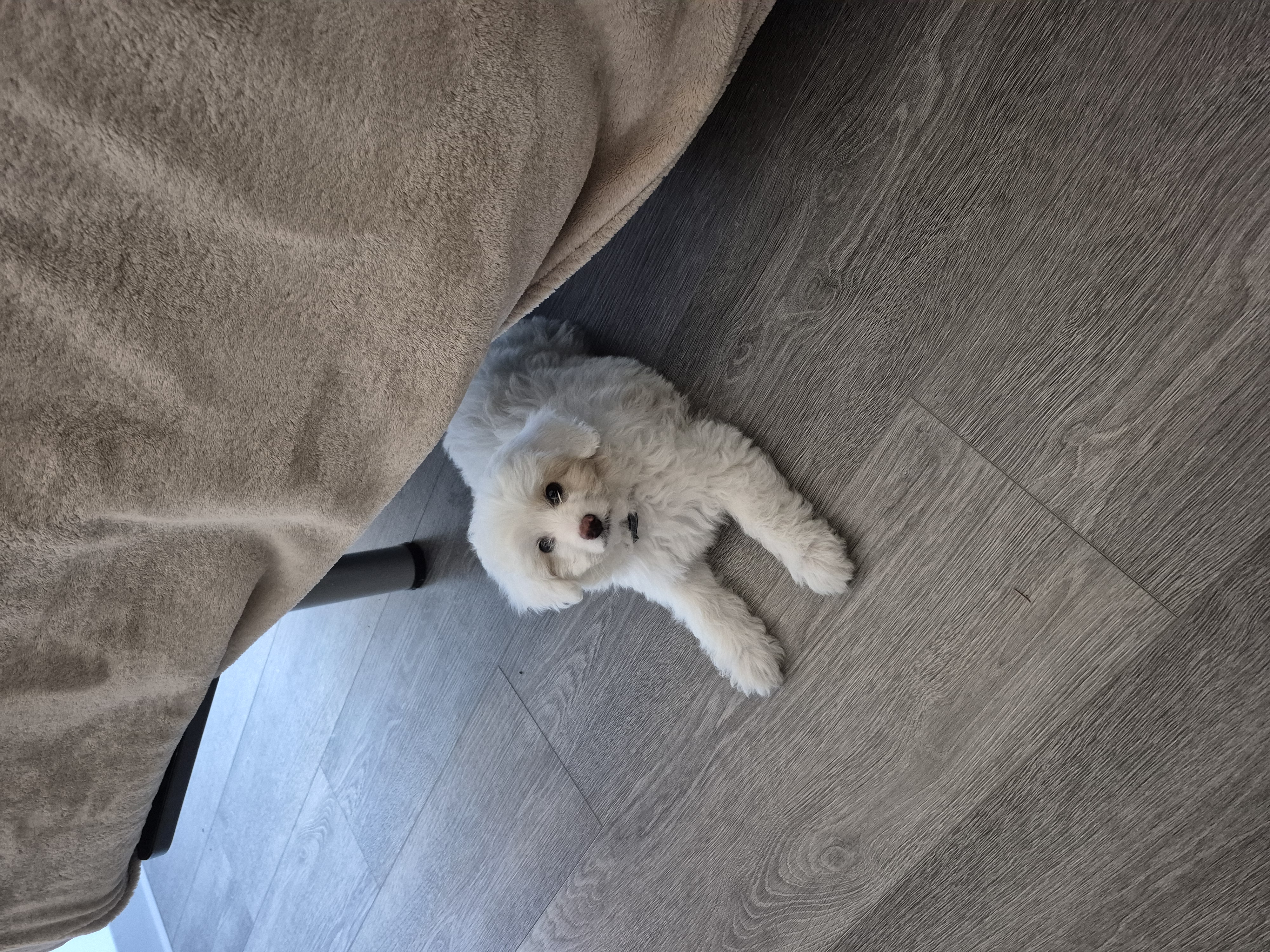 Photo of 2 month old border collie/poodle