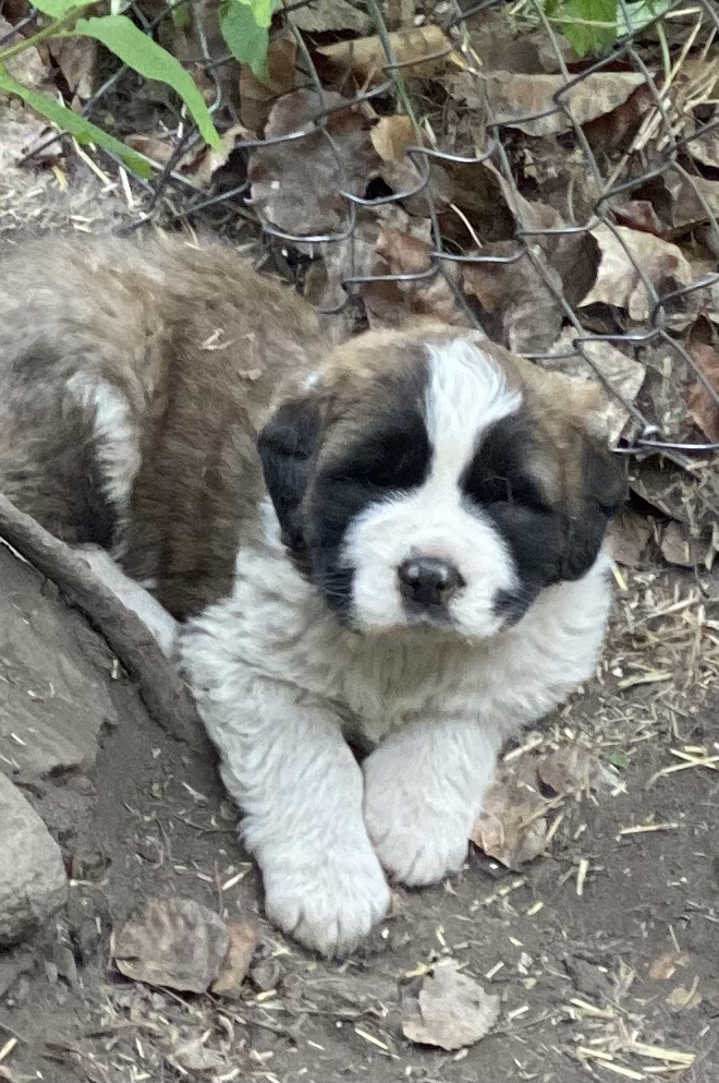 Photo of St Bernard puppies 